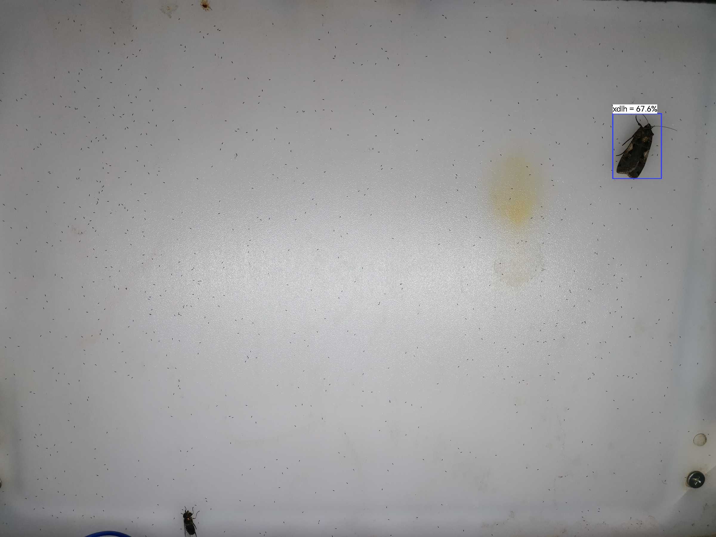 虫情图片20:03:25