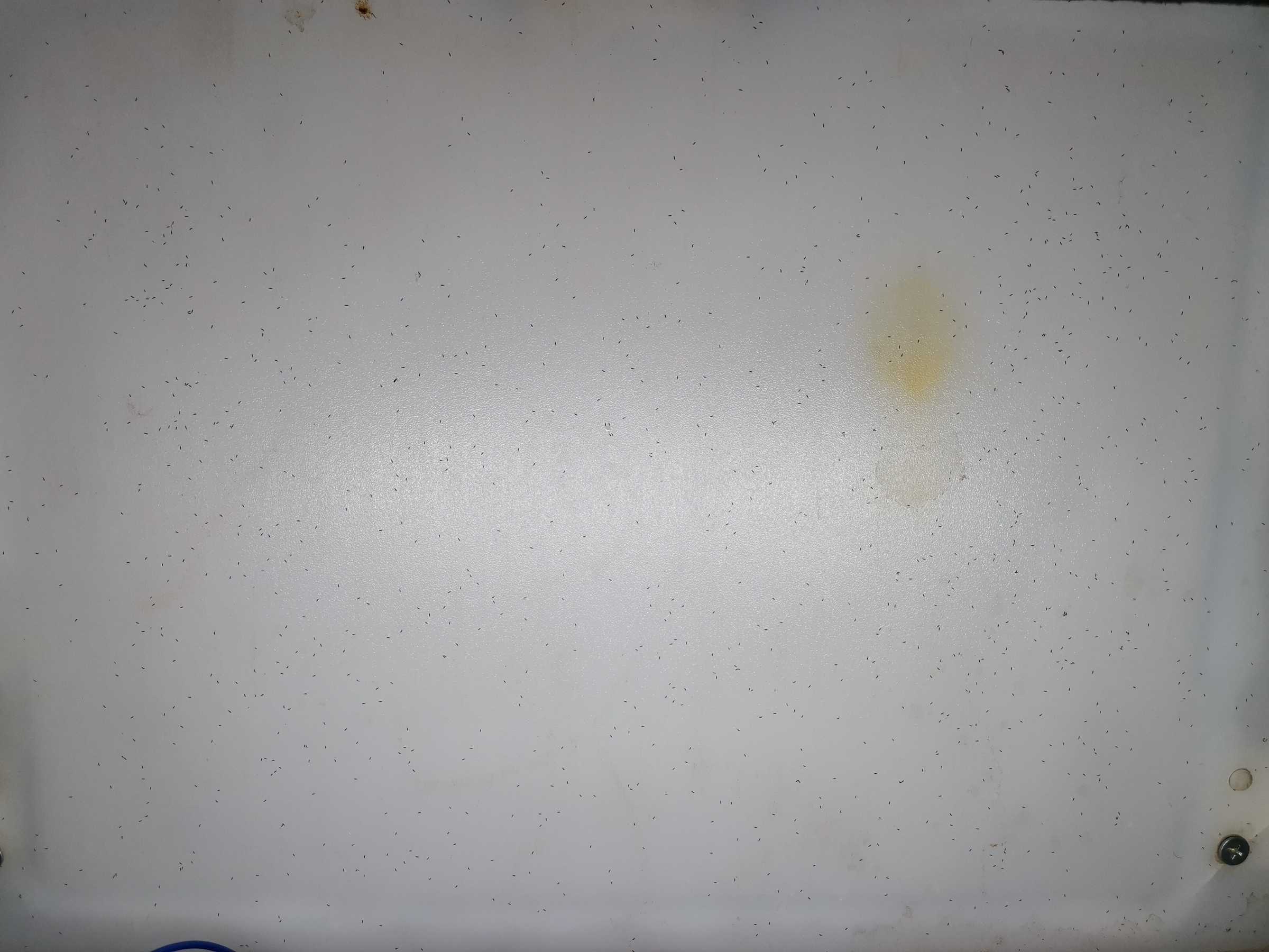 虫情图片21:03:30