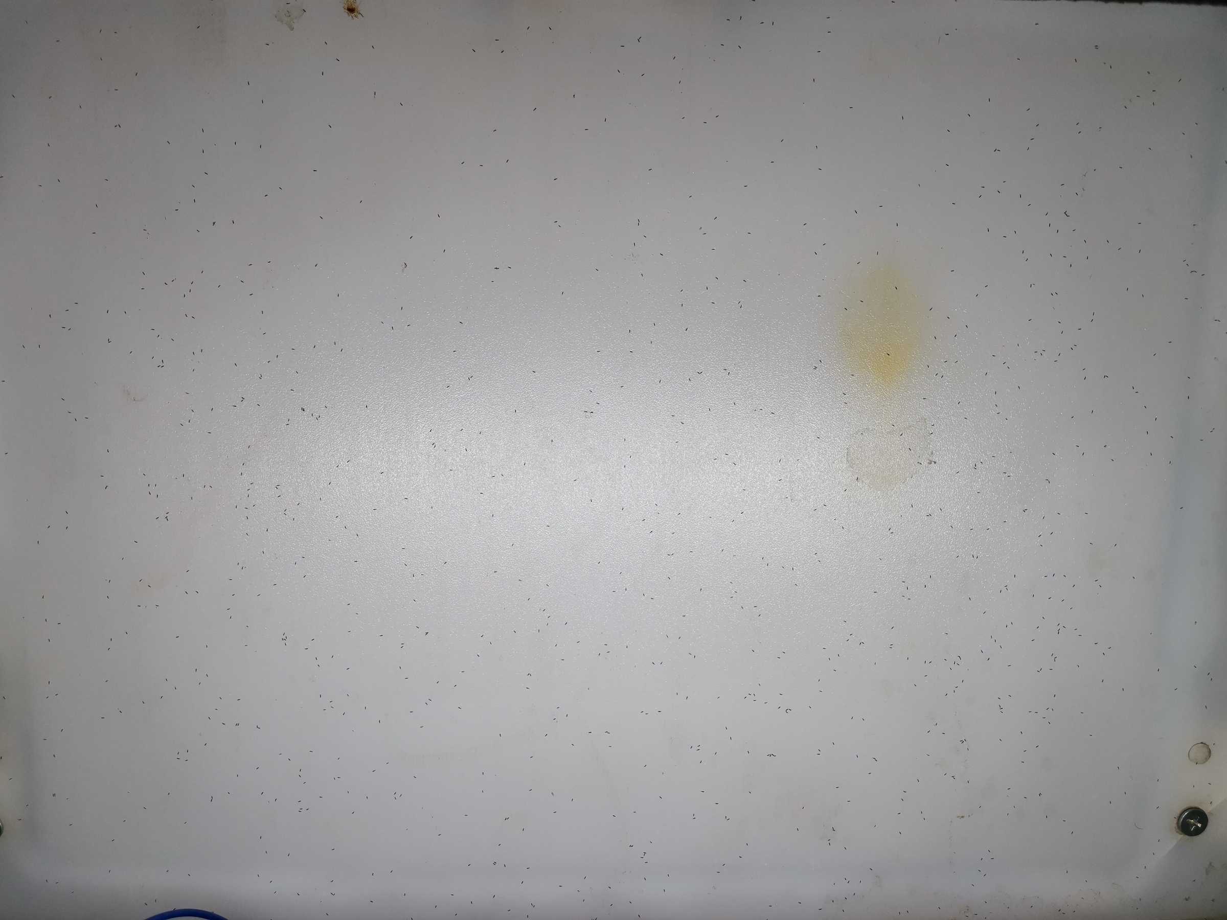 虫情图片22:52:28