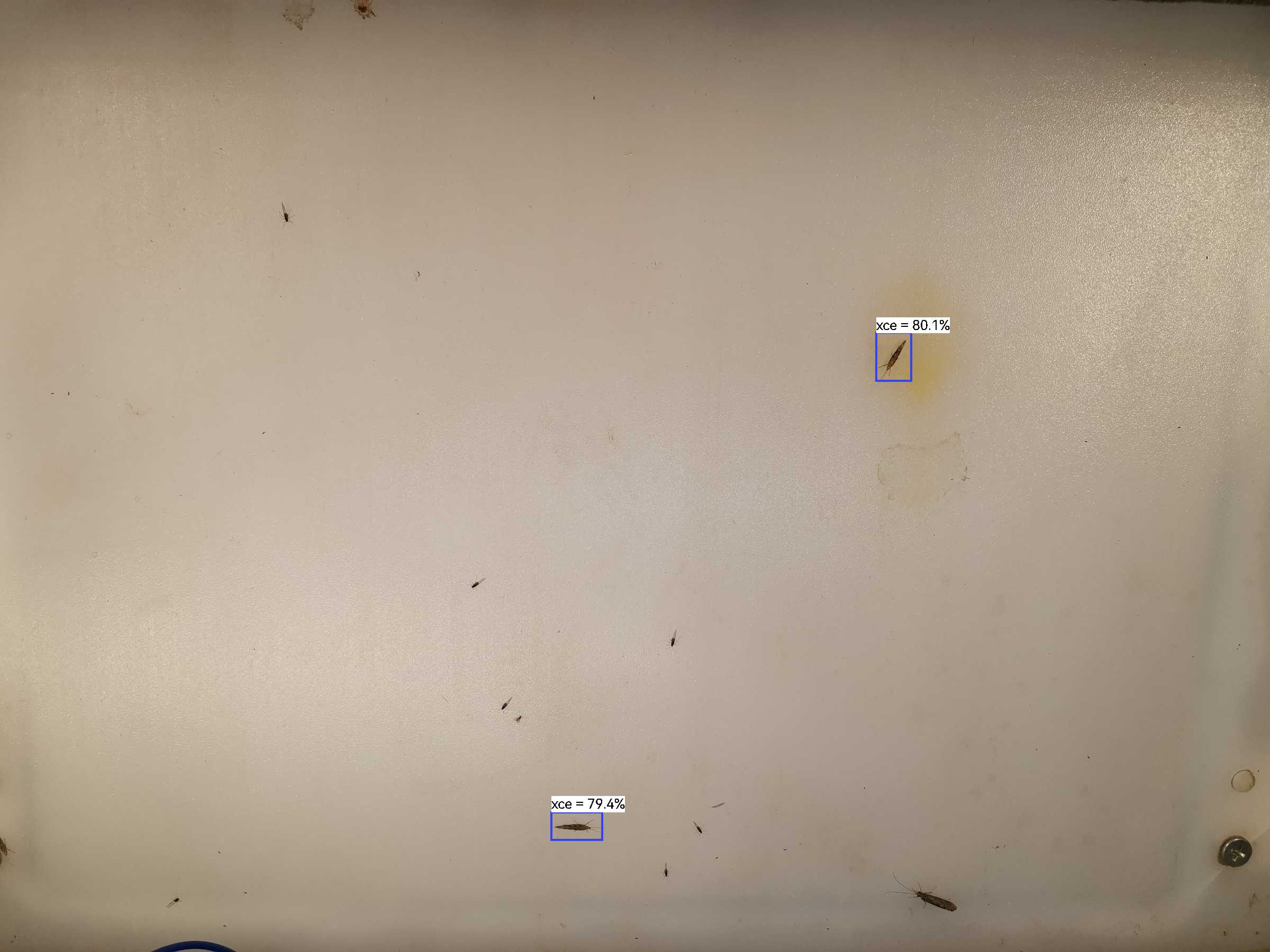 虫情图片21:11:33