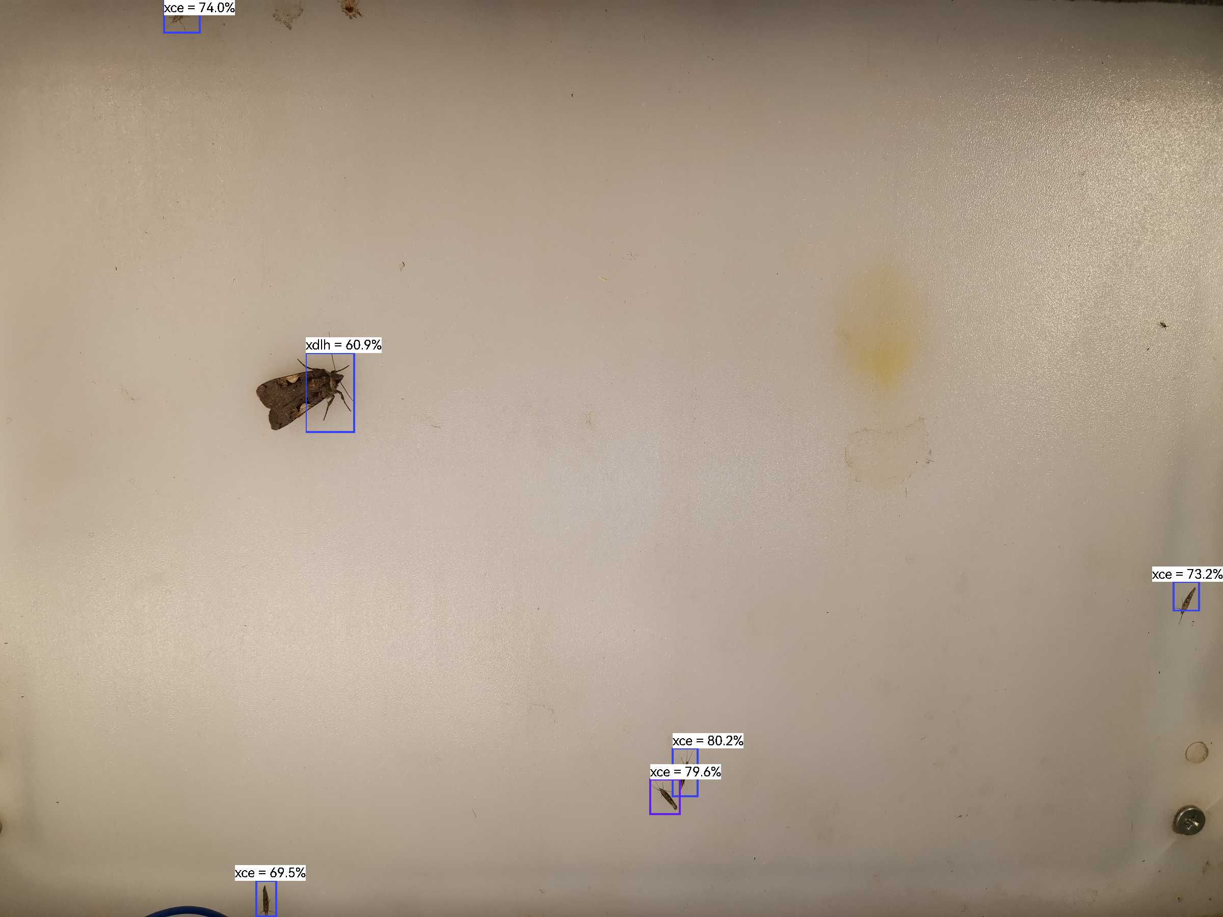 虫情图片22:52:35