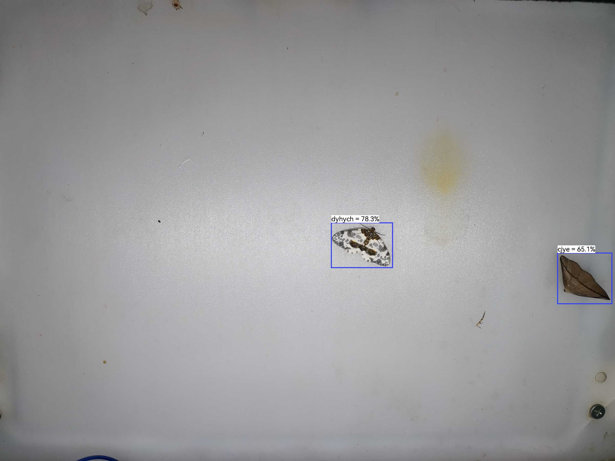 虫情图片19:03:52