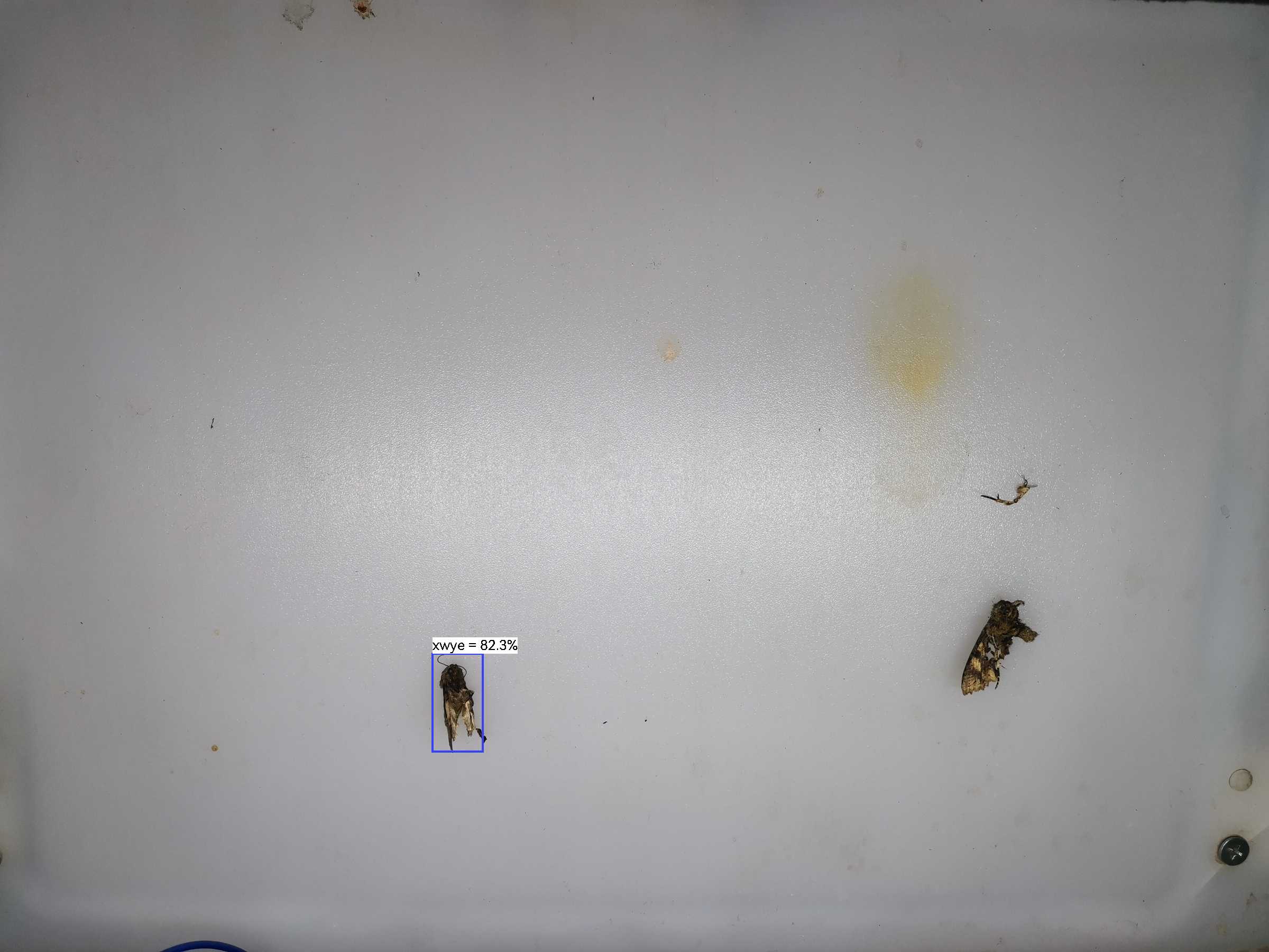 虫情图片19:04:13