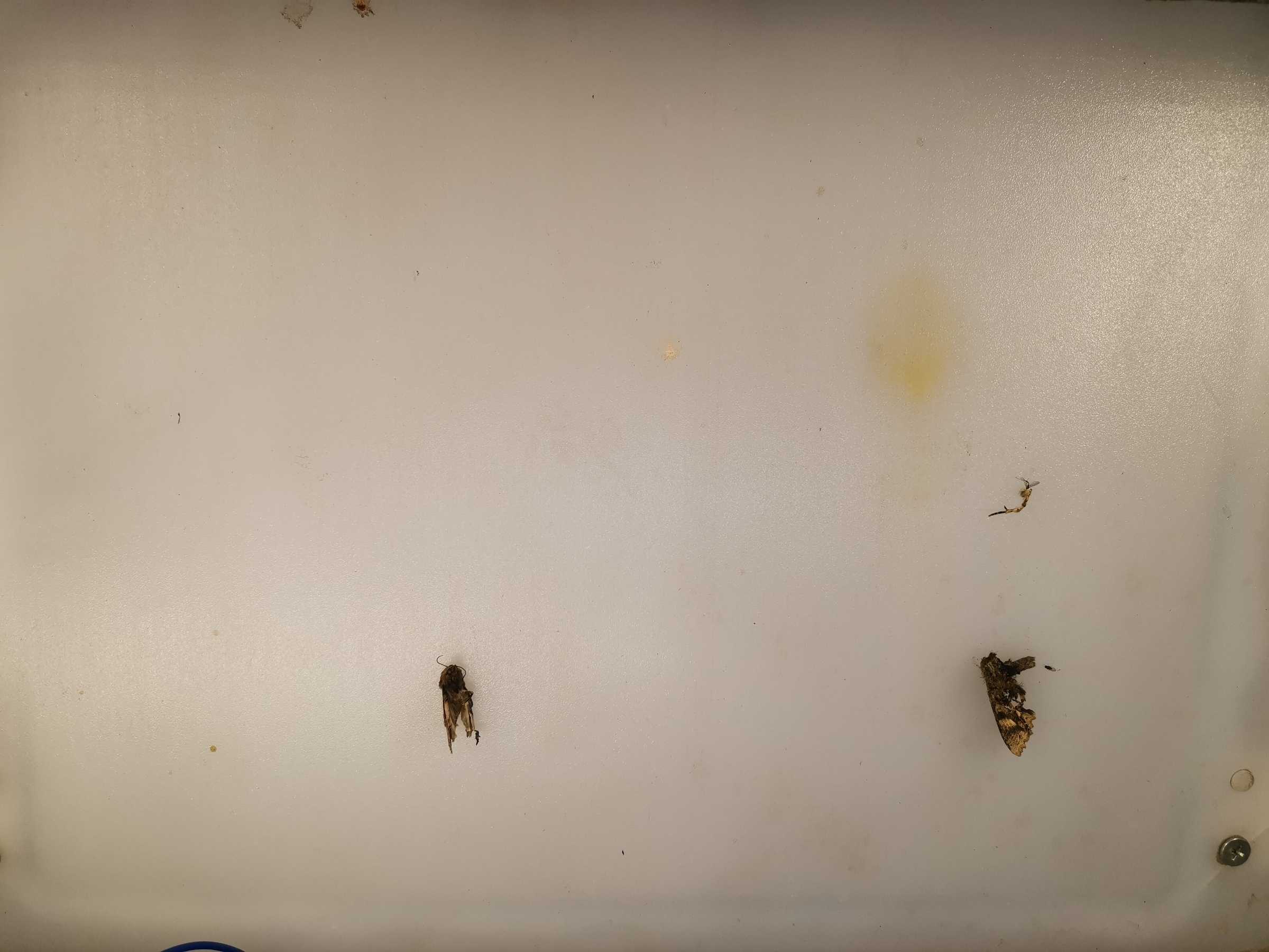 虫情图片19:35:51