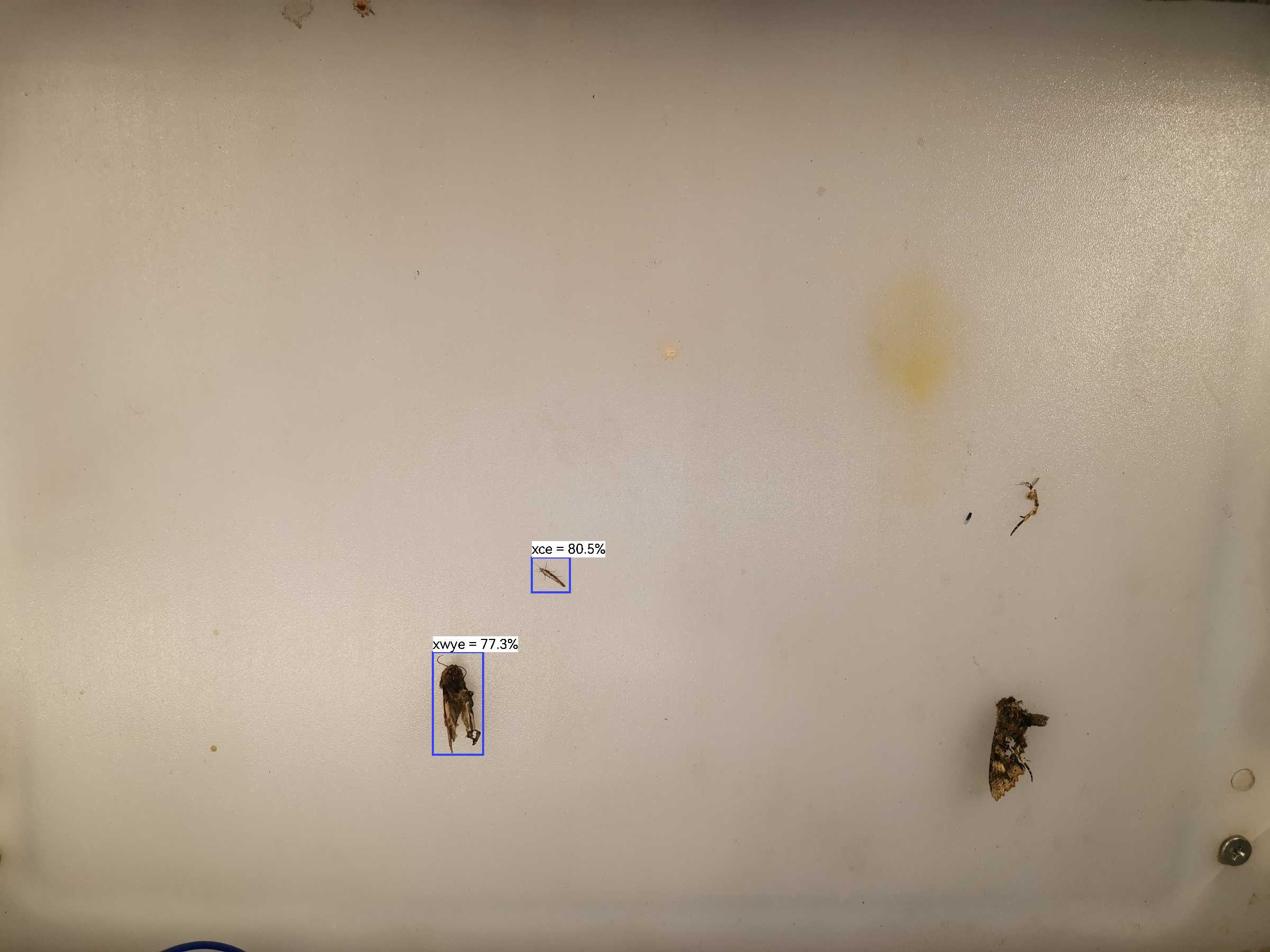 虫情图片20:08:07