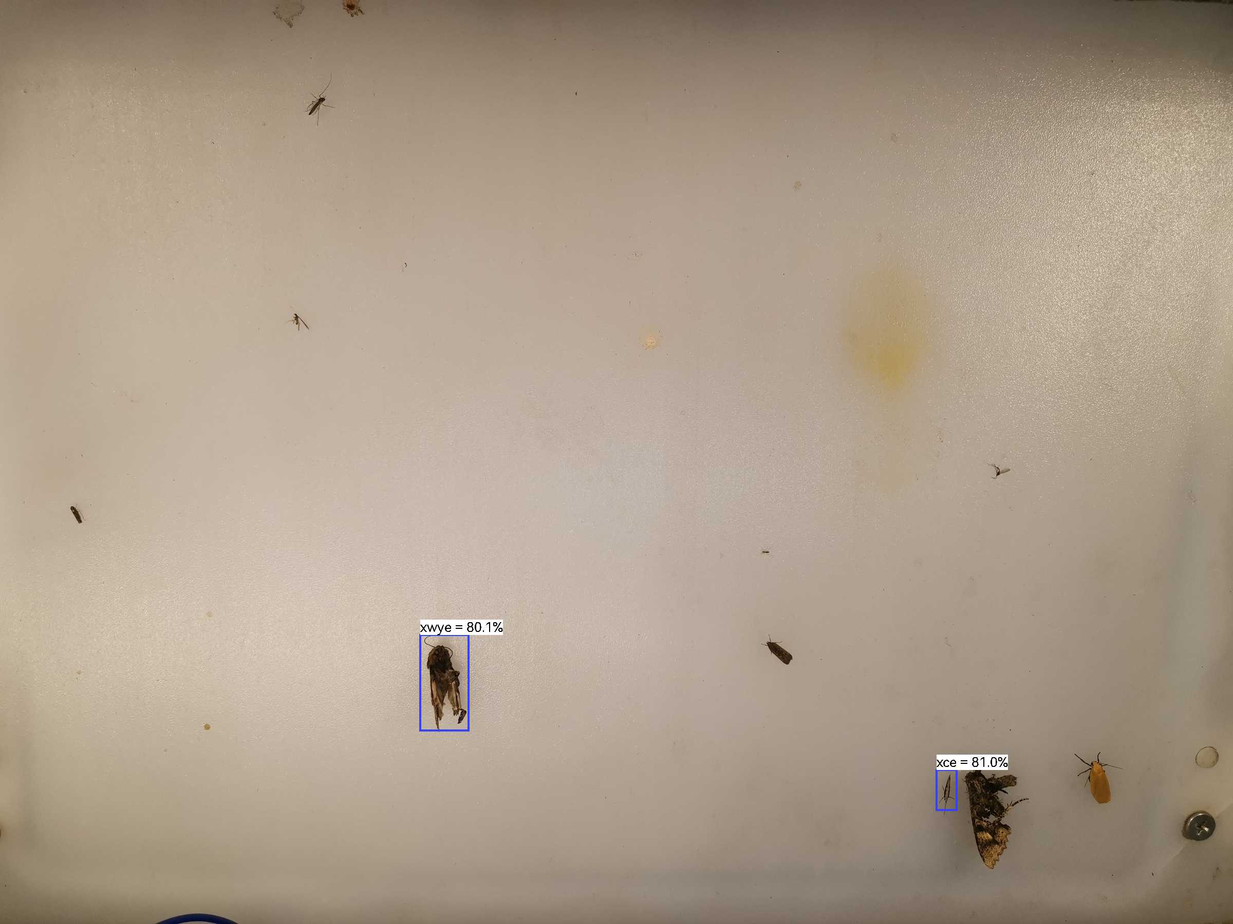 虫情图片20:40:03