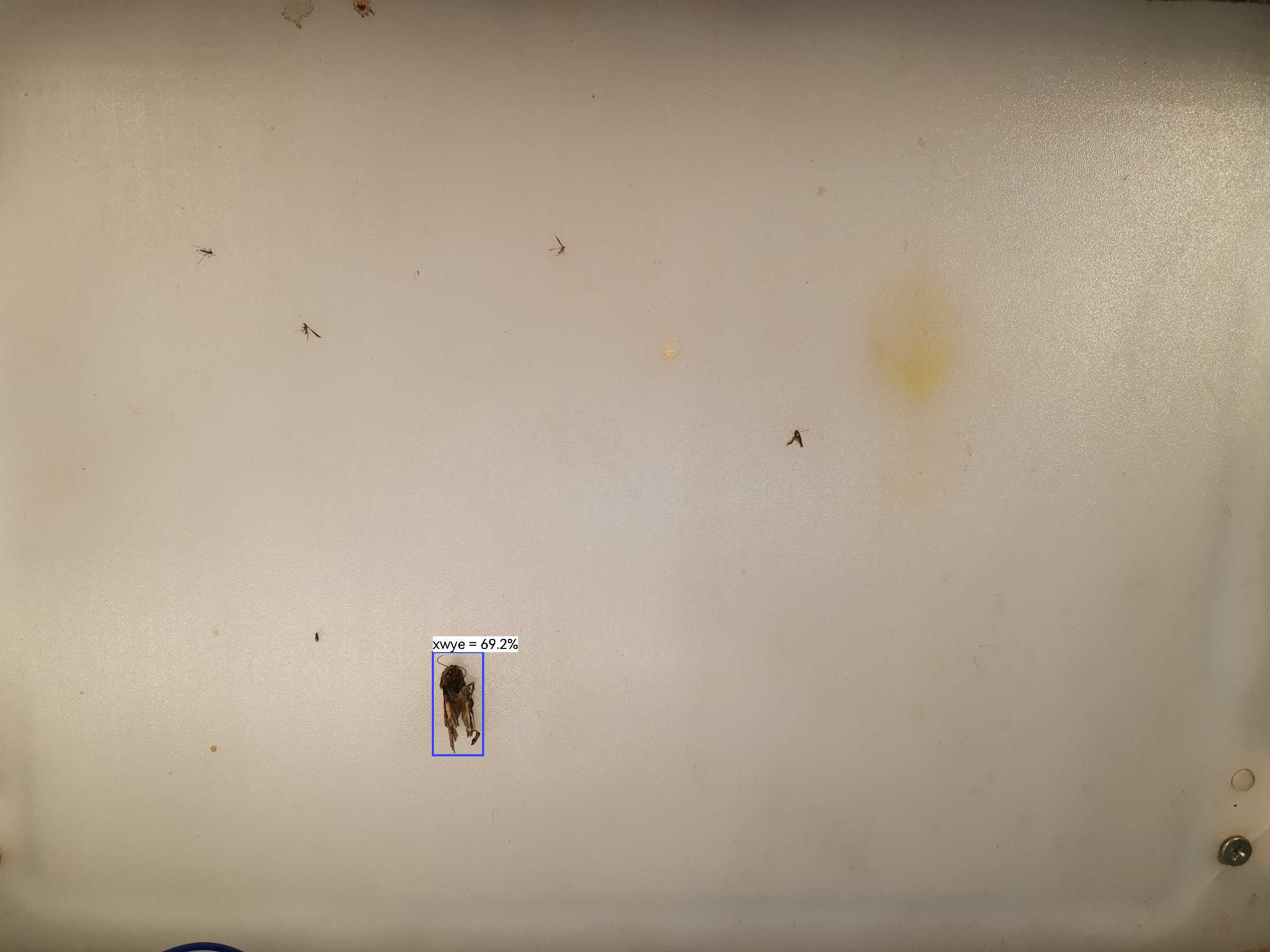 虫情图片21:40:17