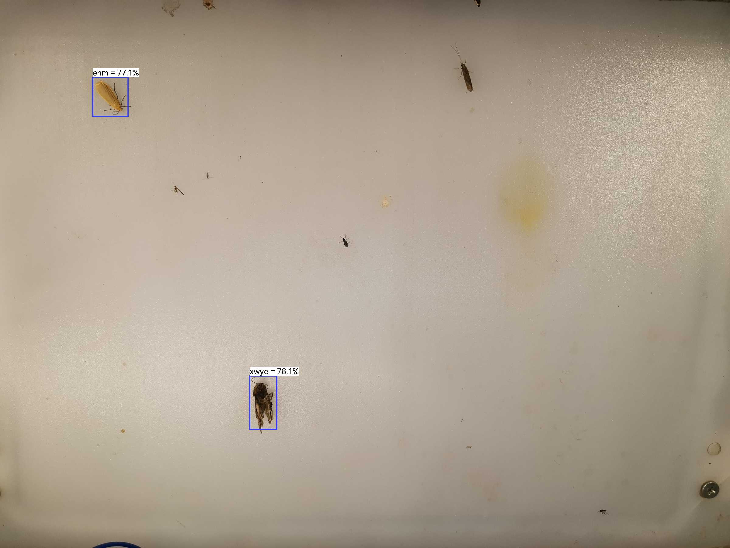 虫情图片22:42:36