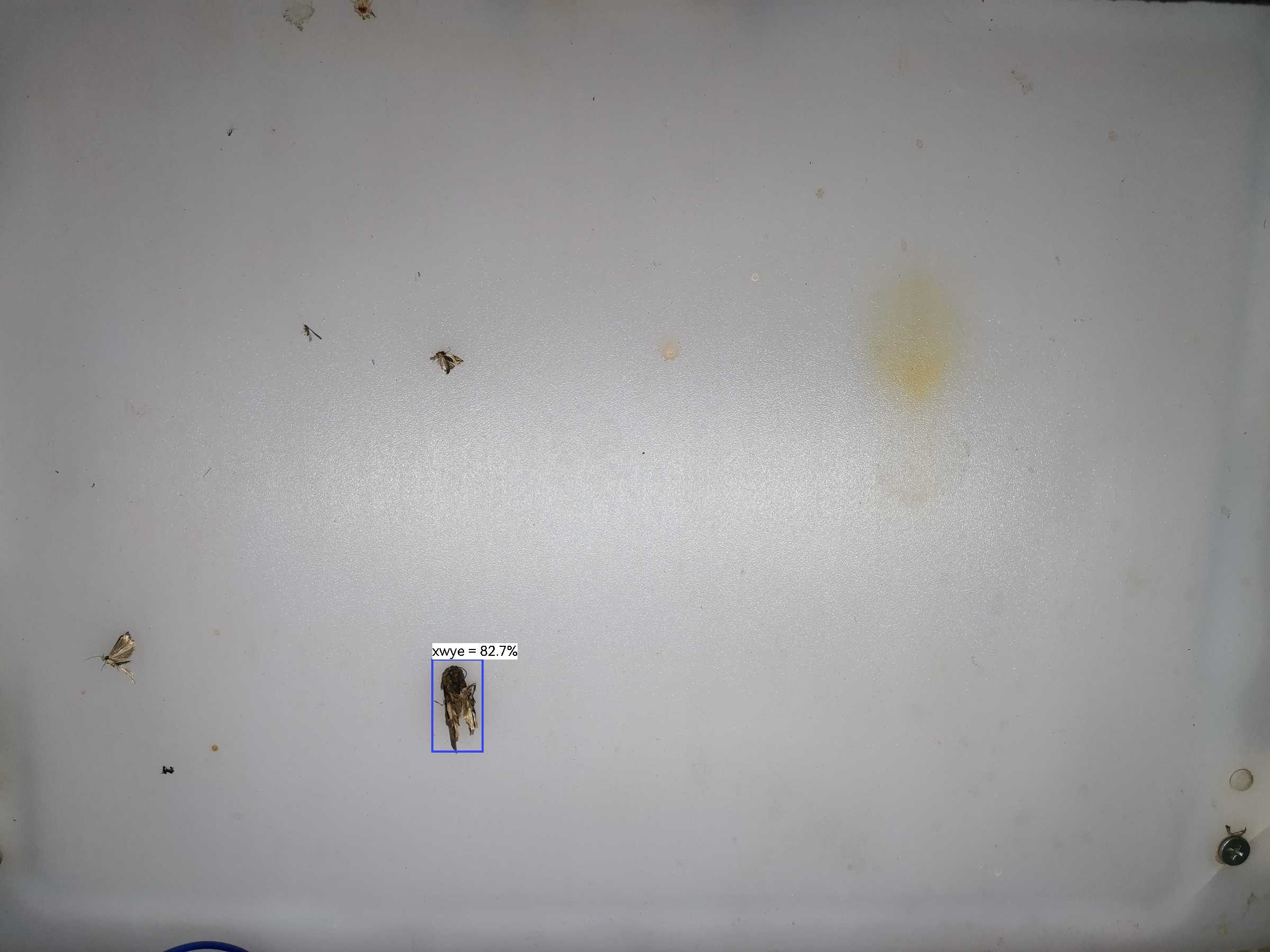 虫情图片19:04:04