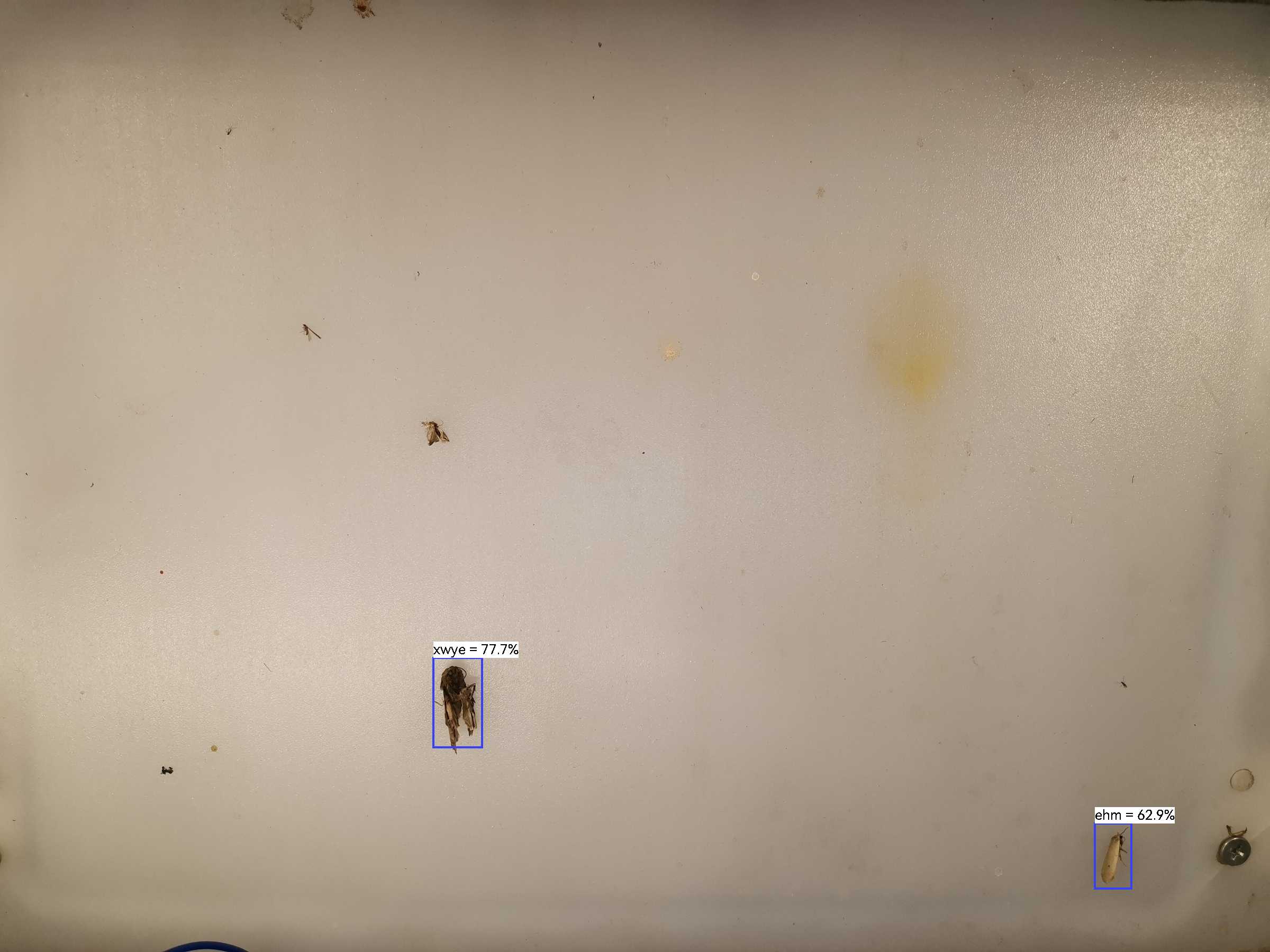 虫情图片19:34:02