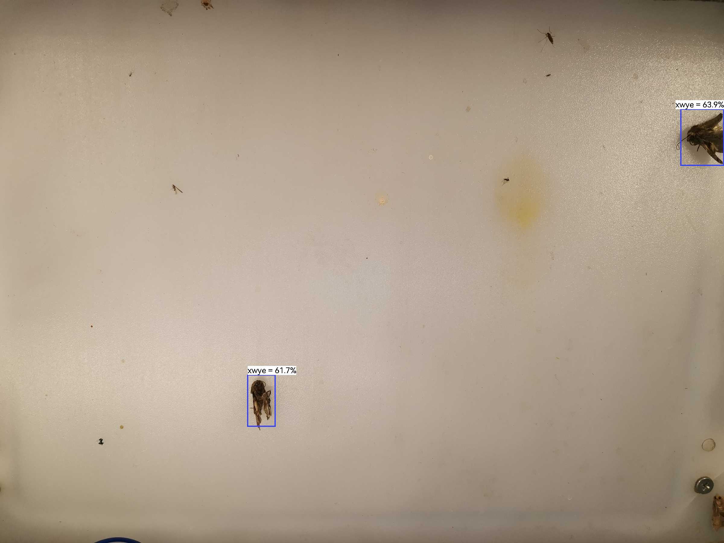 虫情图片21:02:53