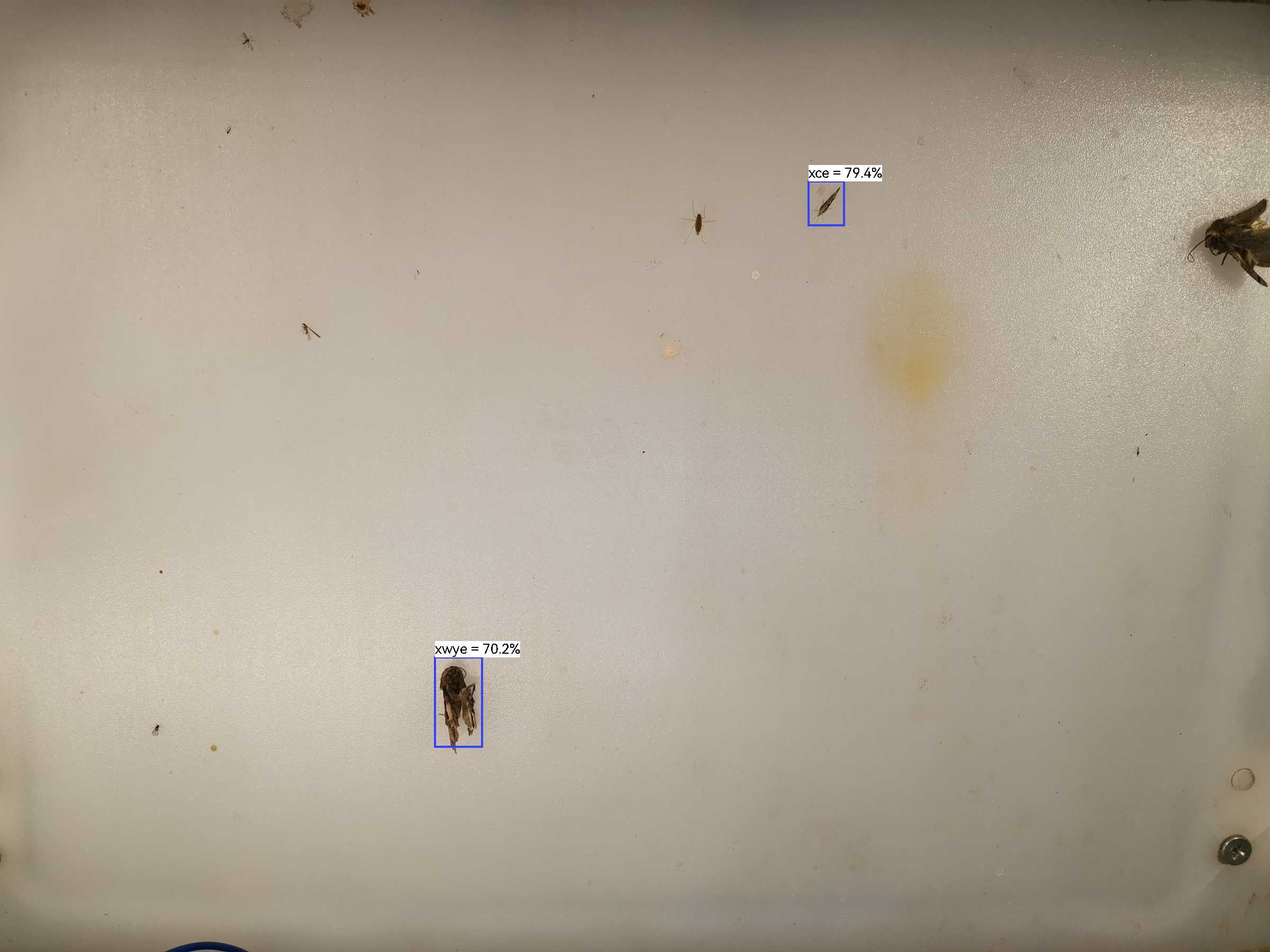 虫情图片22:02:40