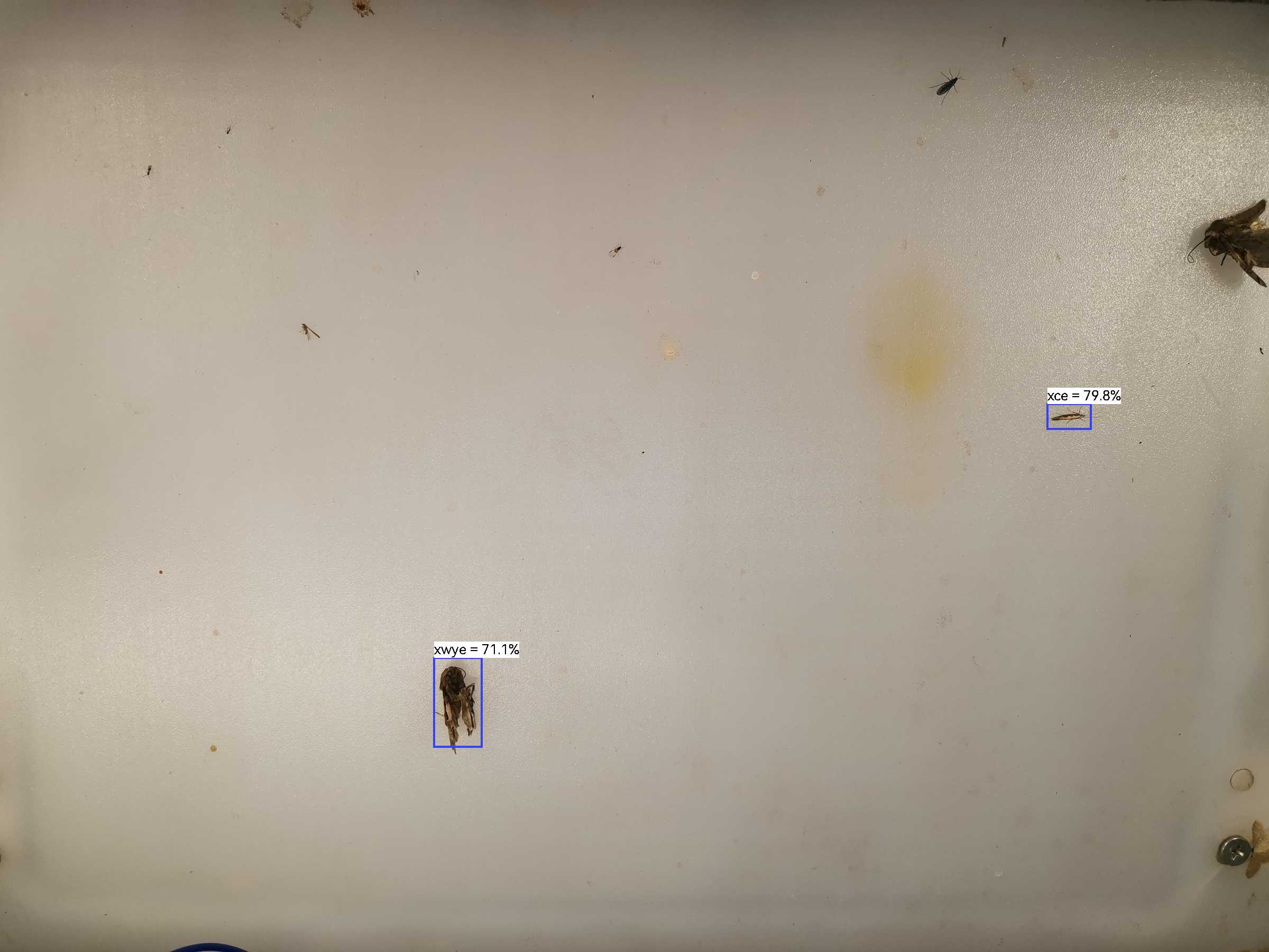 虫情图片22:32:39