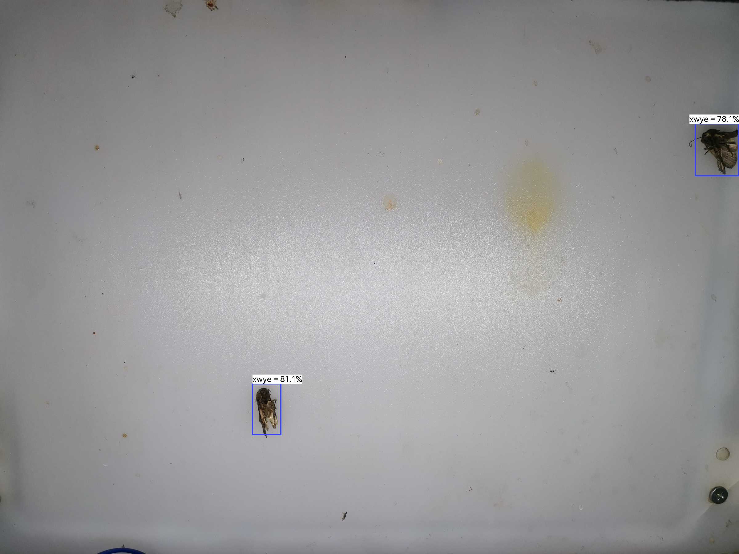 虫情图片19:03:20