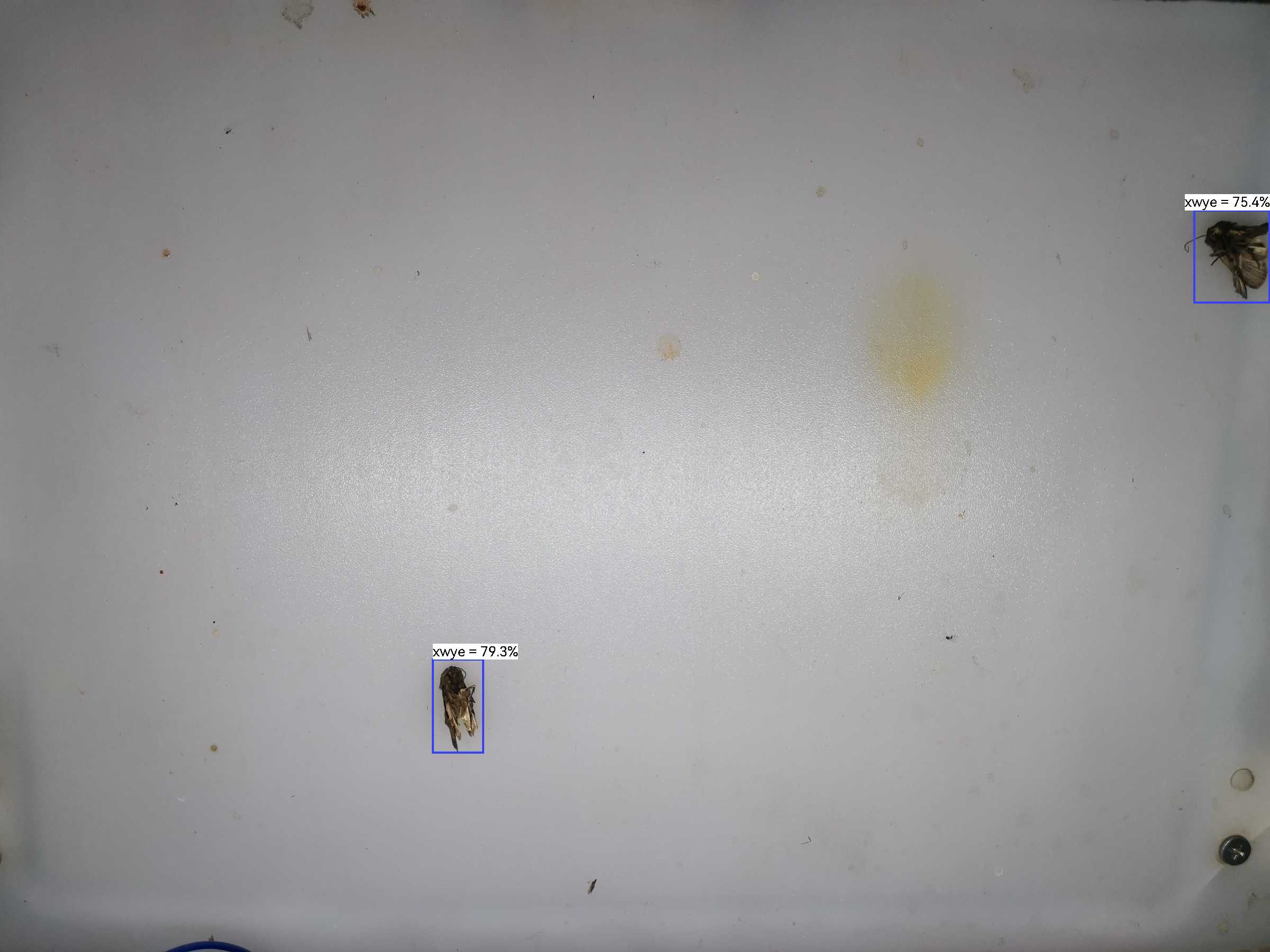 虫情图片19:36:29