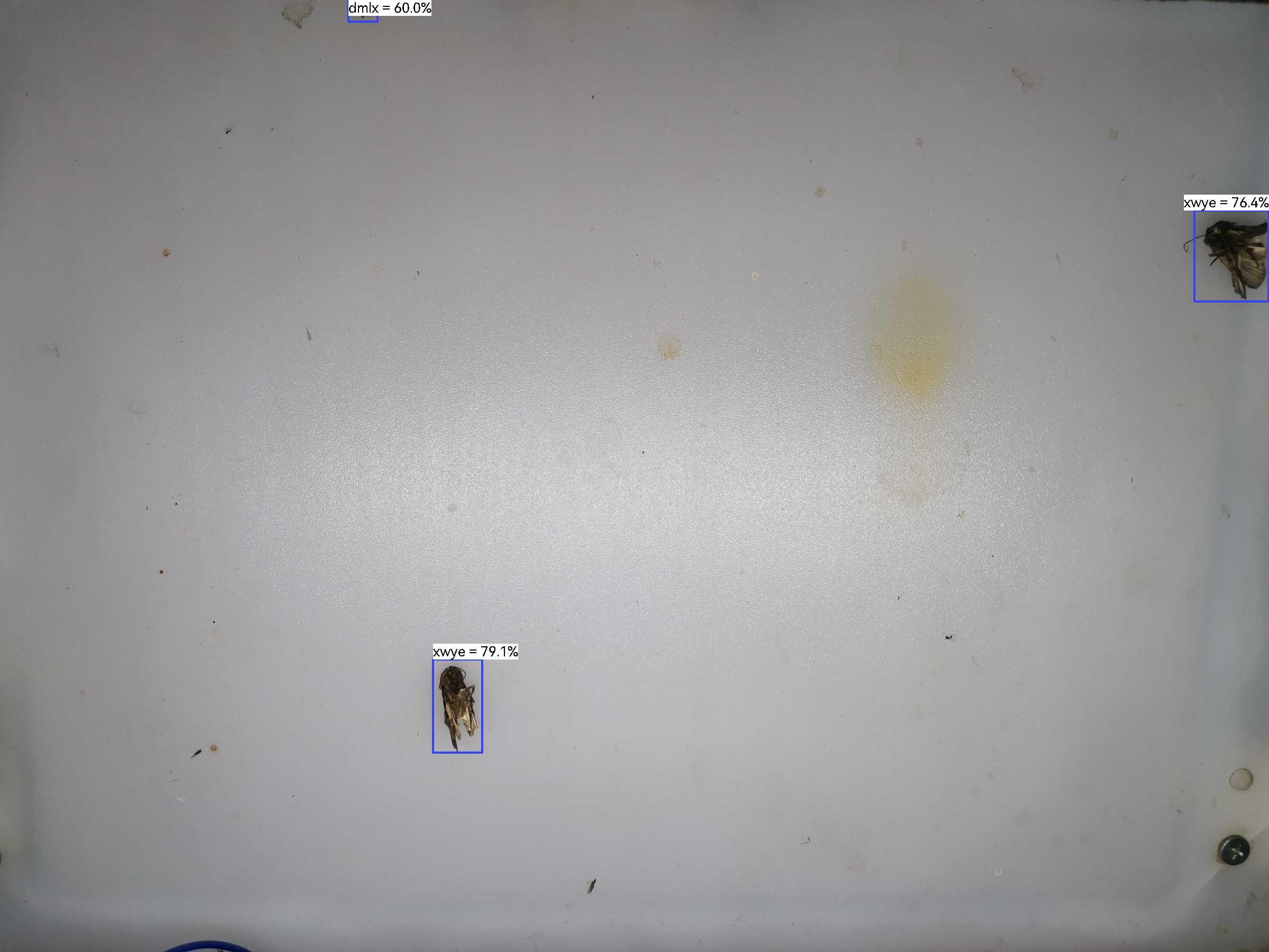 虫情图片20:03:17