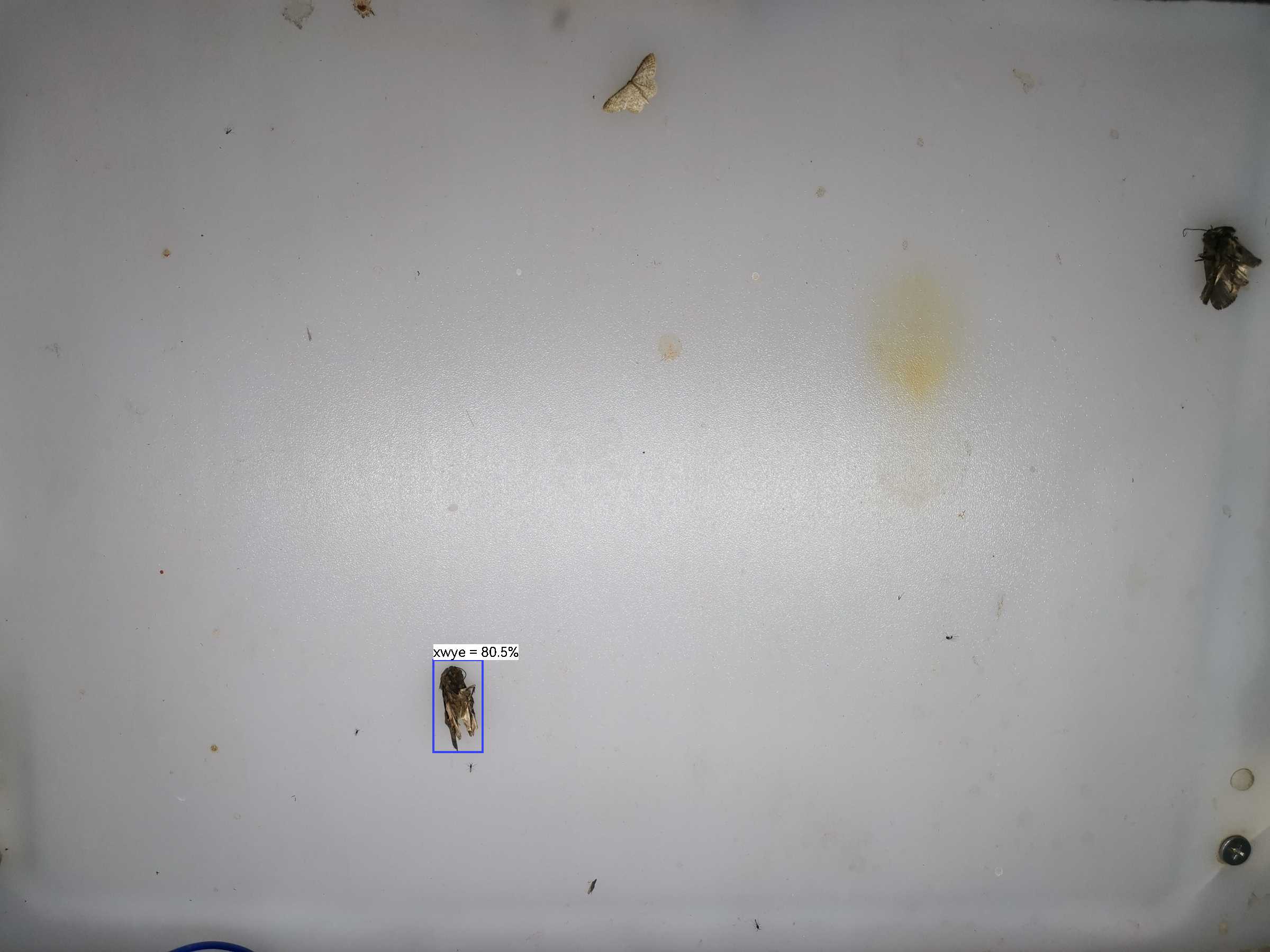 虫情图片21:03:20