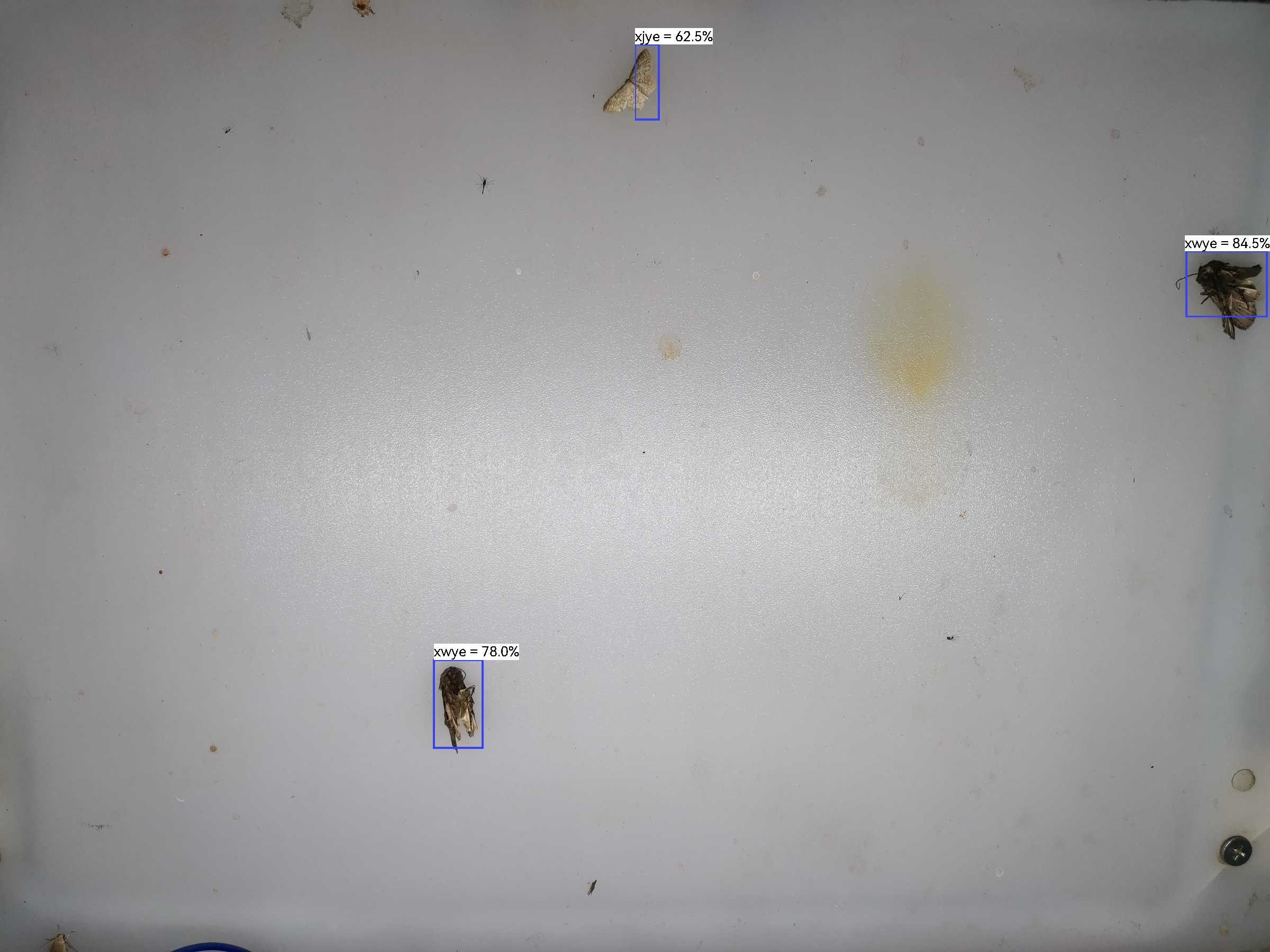 虫情图片21:42:56