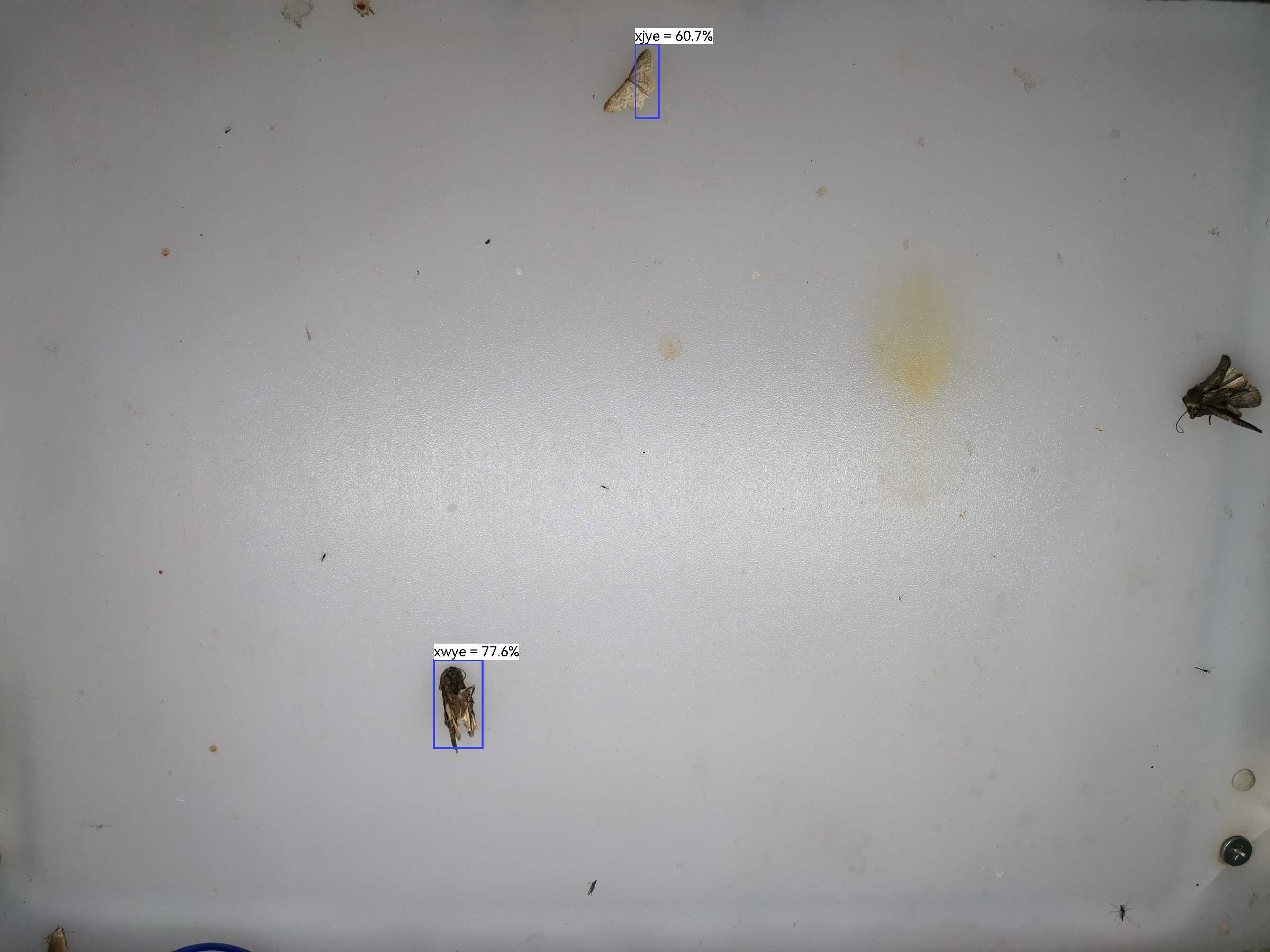 虫情图片22:03:21