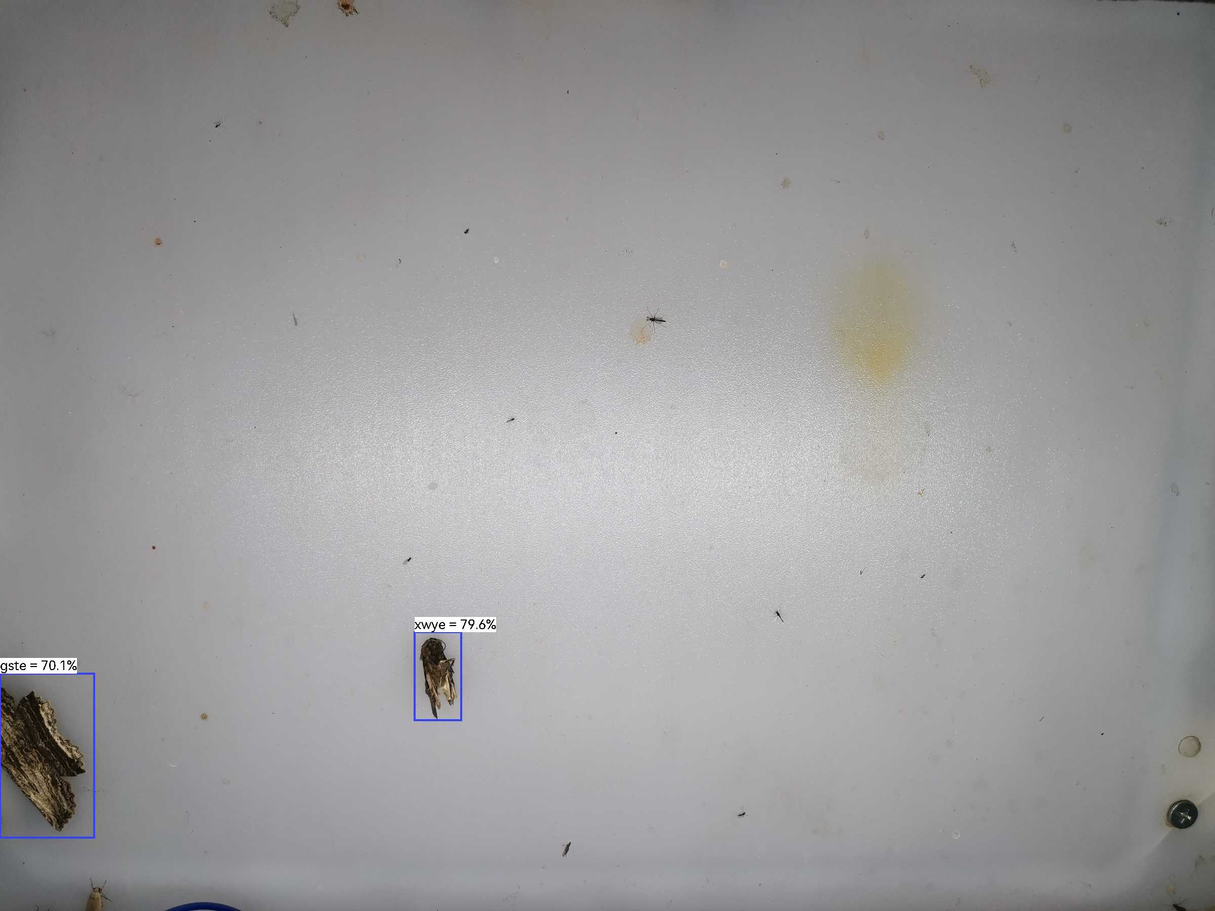 虫情图片22:38:28