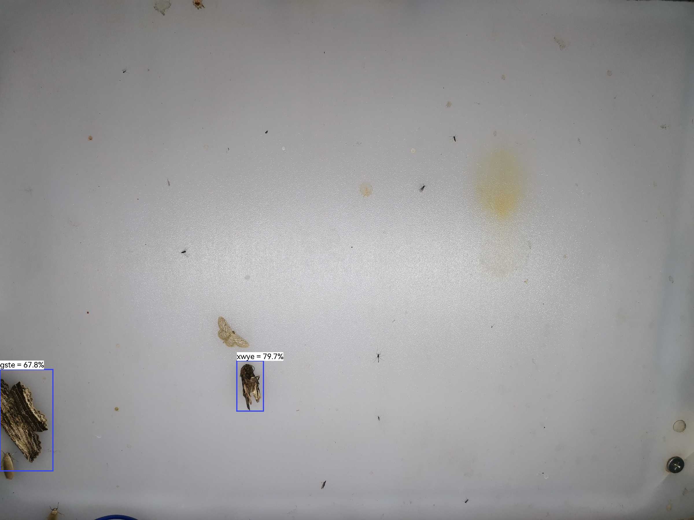 虫情图片23:03:17