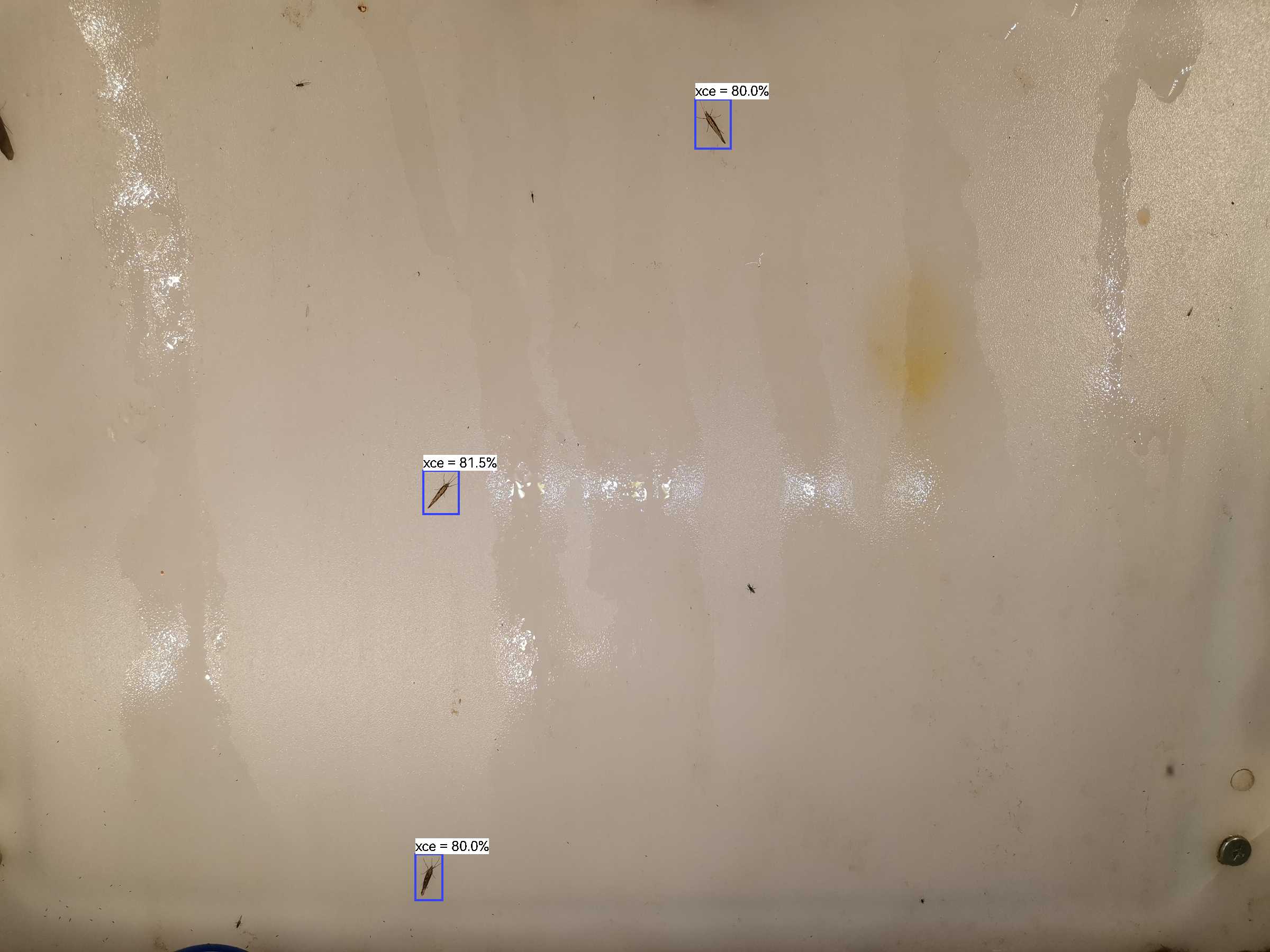 虫情图片21:41:22