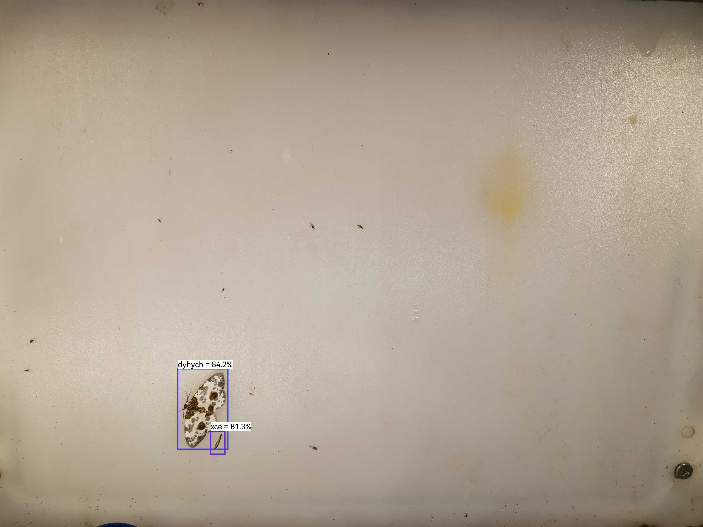 虫情图片22:44:27