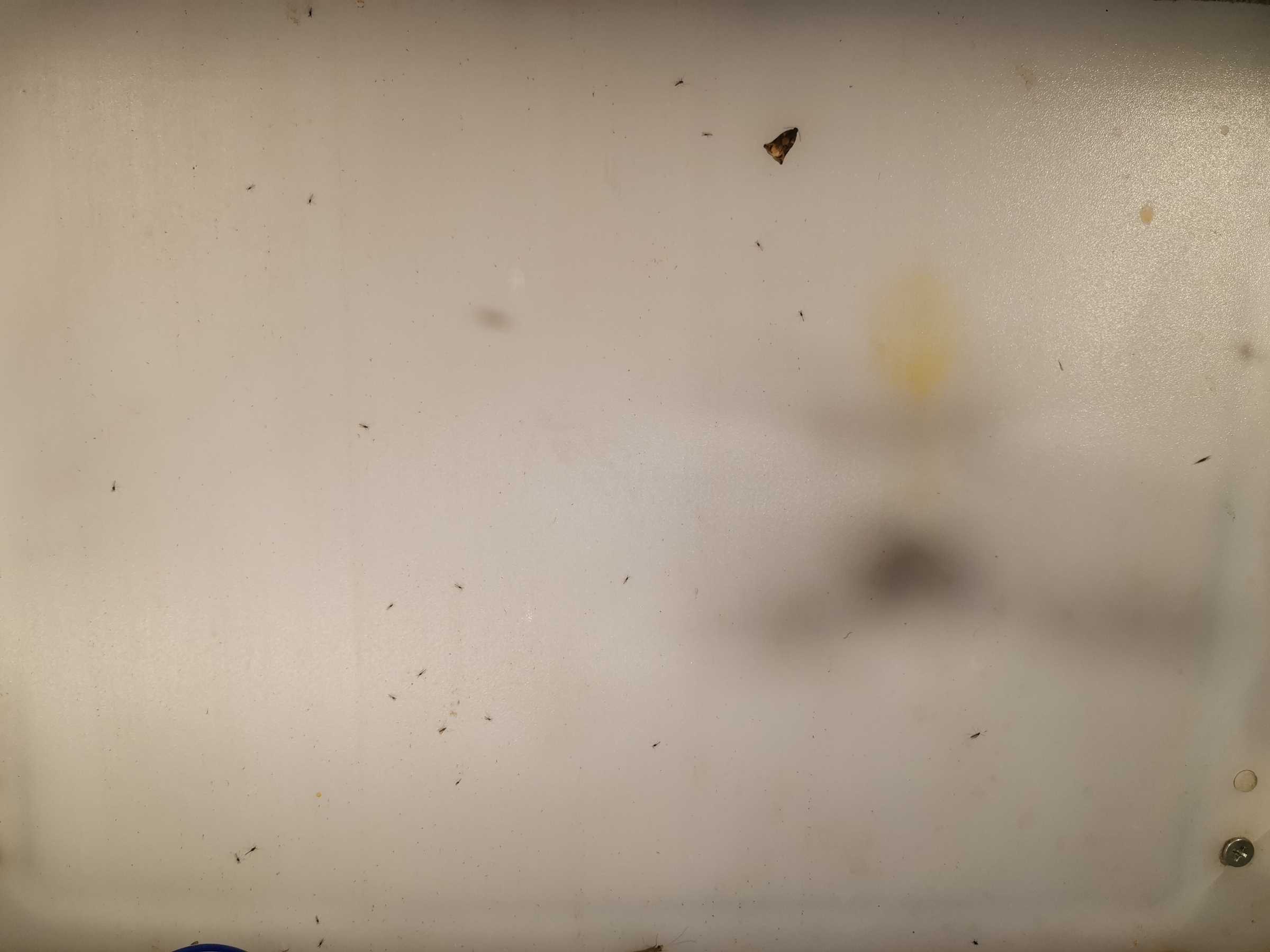 虫情图片22:02:37