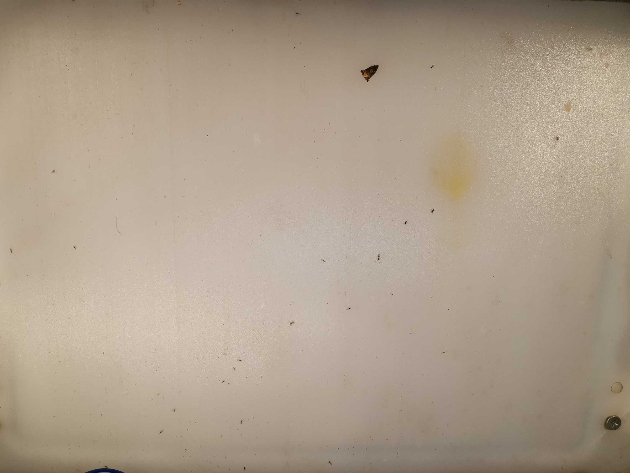 虫情图片22:32:37