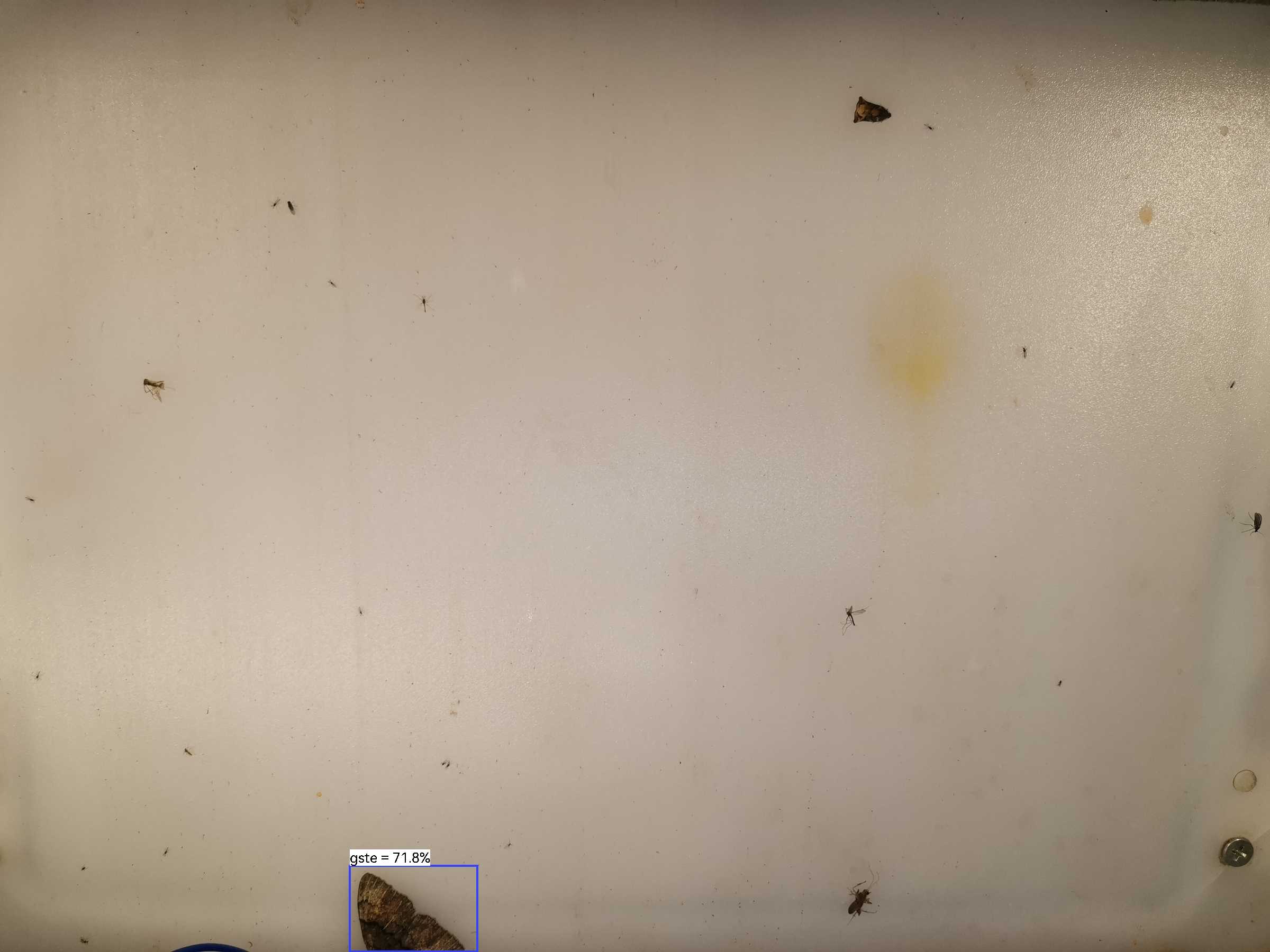 虫情图片23:02:37