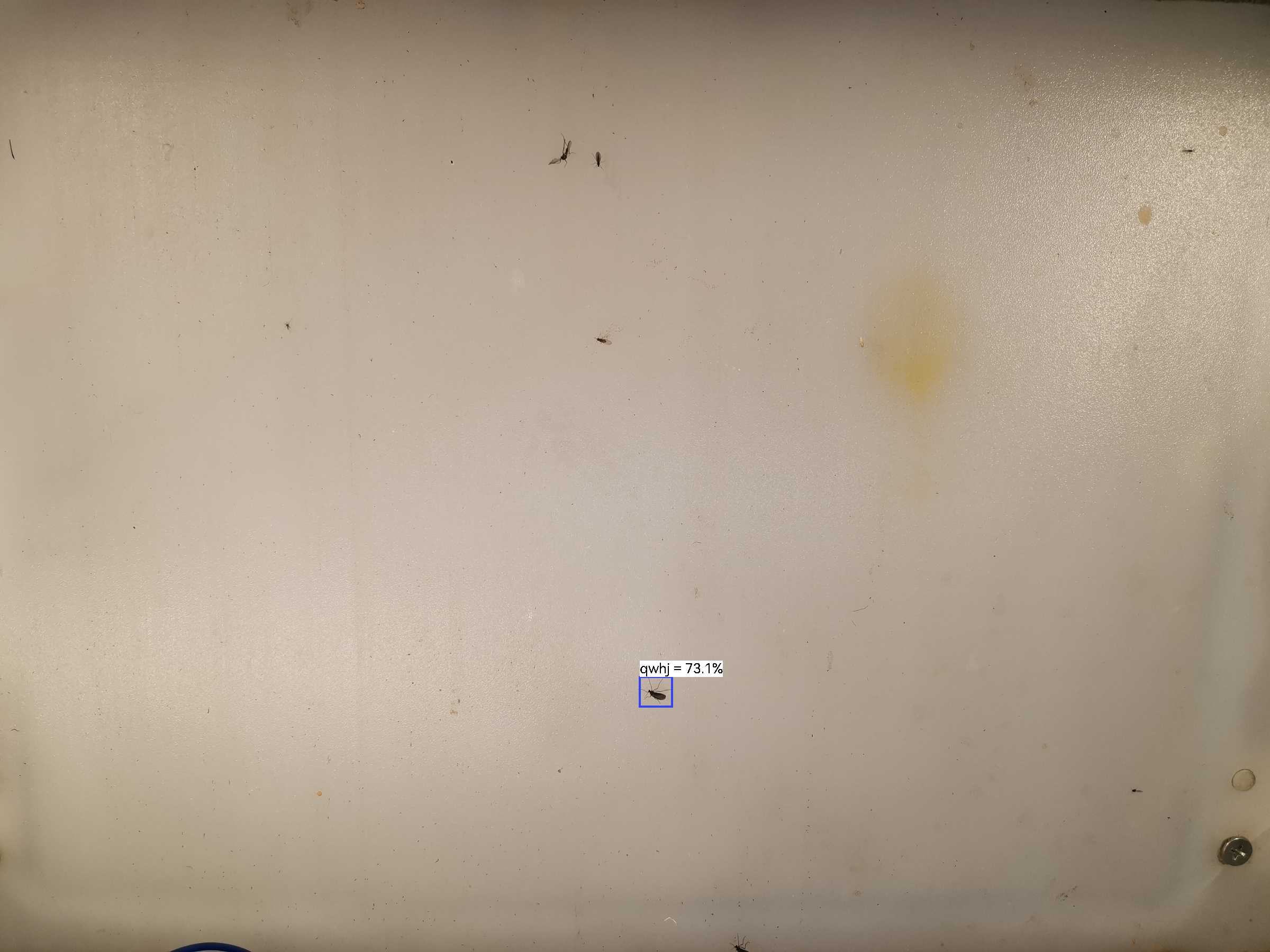 虫情图片20:25:46