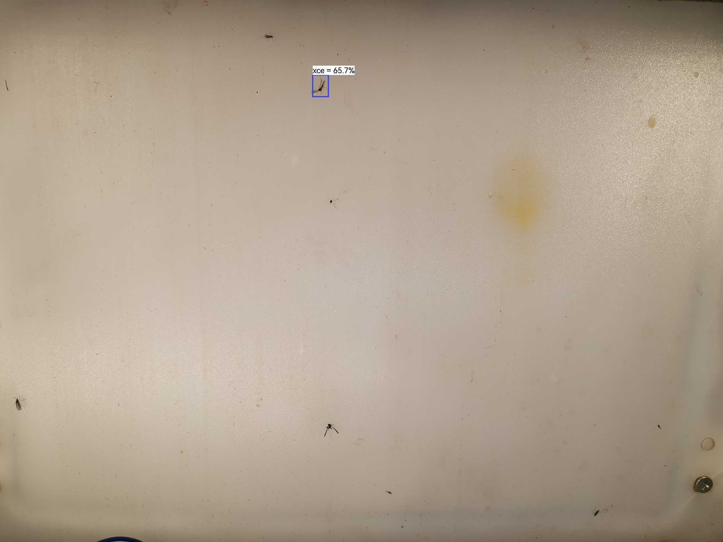 虫情图片20:56:00