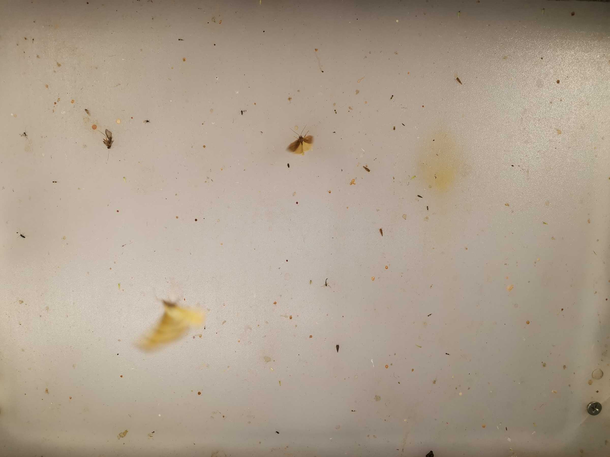 虫情图片21:04:13