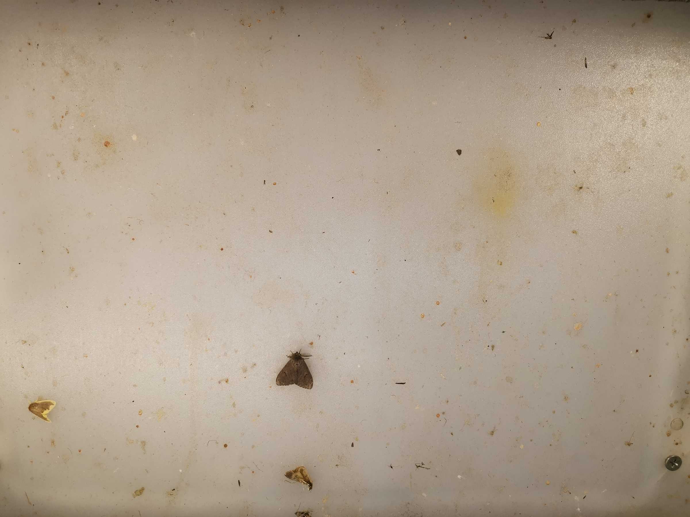 虫情图片19:36:10