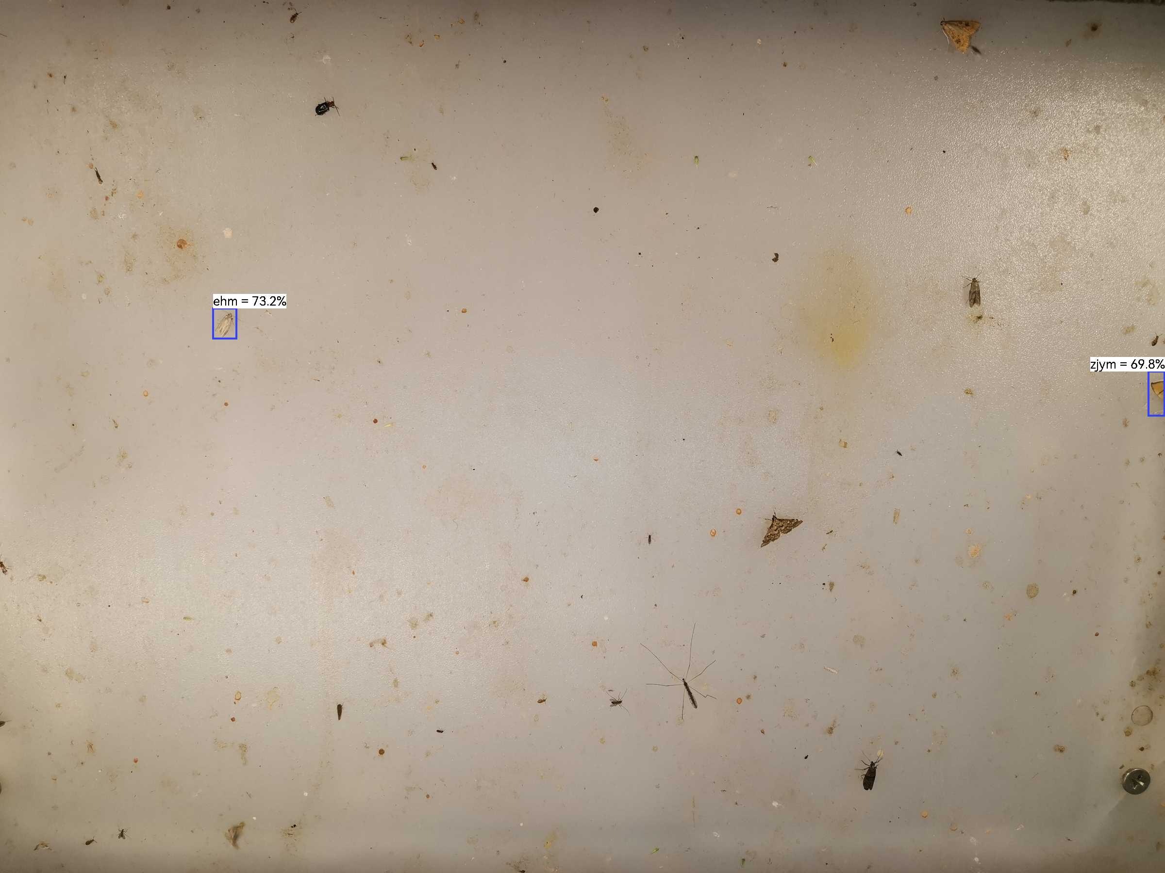 虫情图片0:03:02