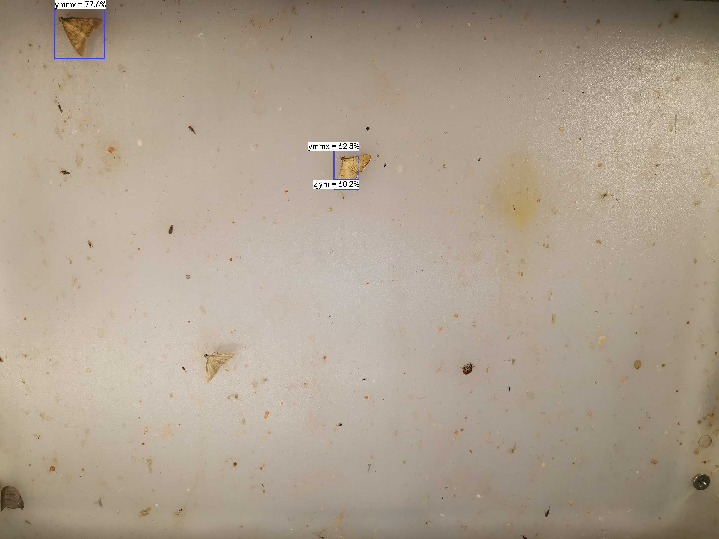 虫情图片22:22:58