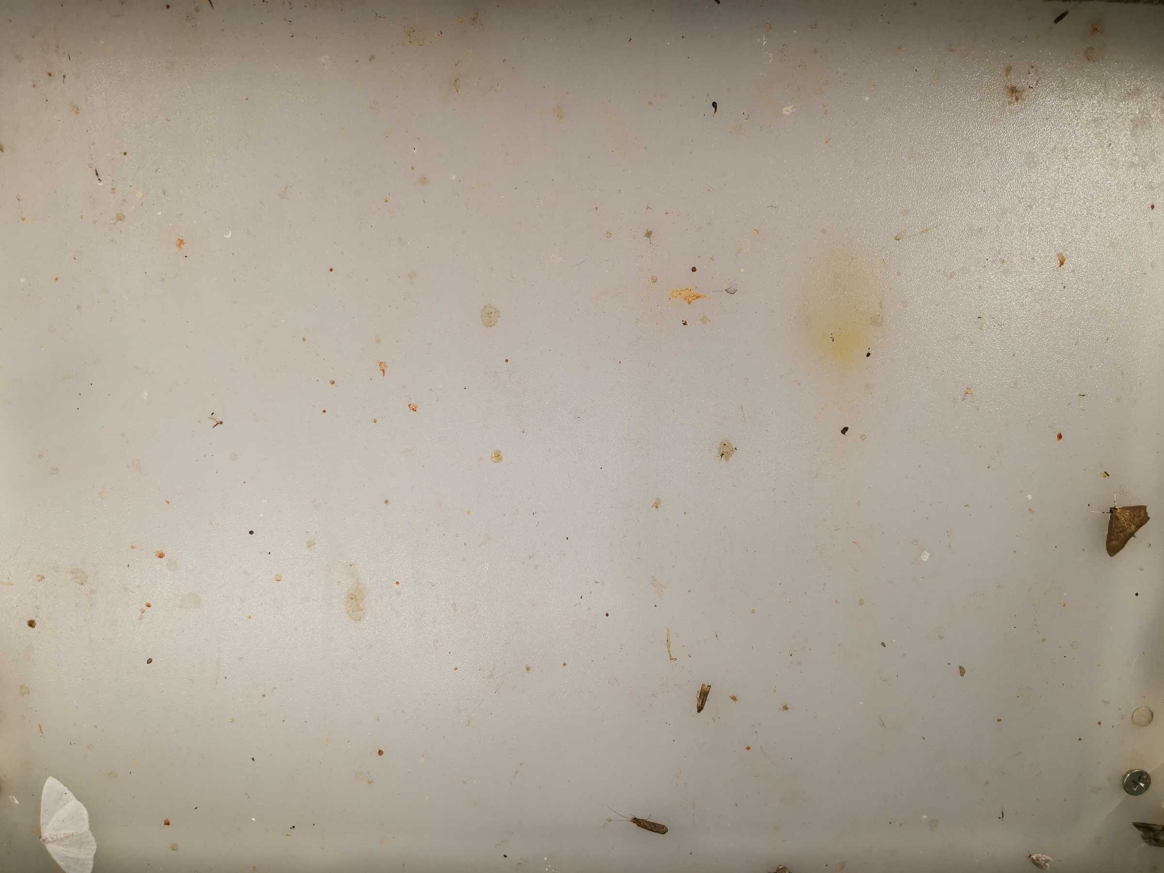虫情图片19:51:47