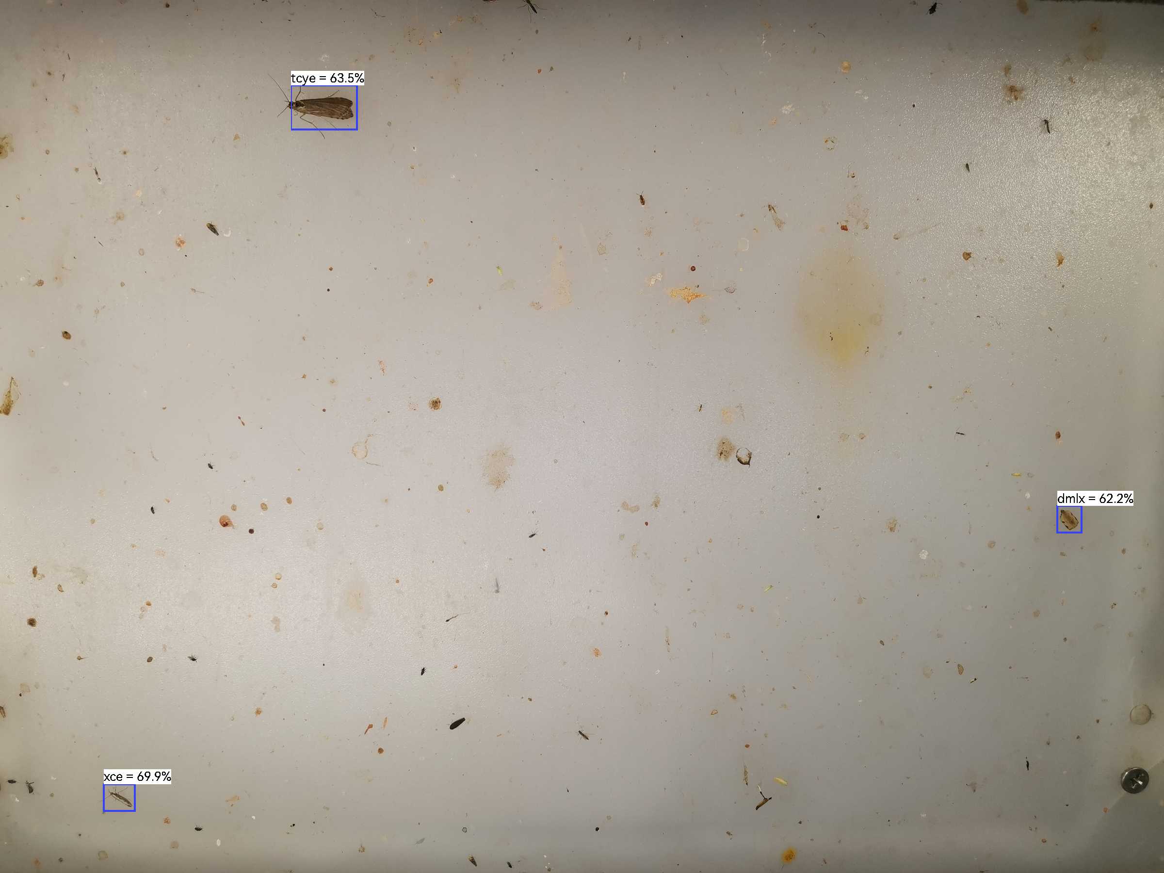 虫情图片1:08:41