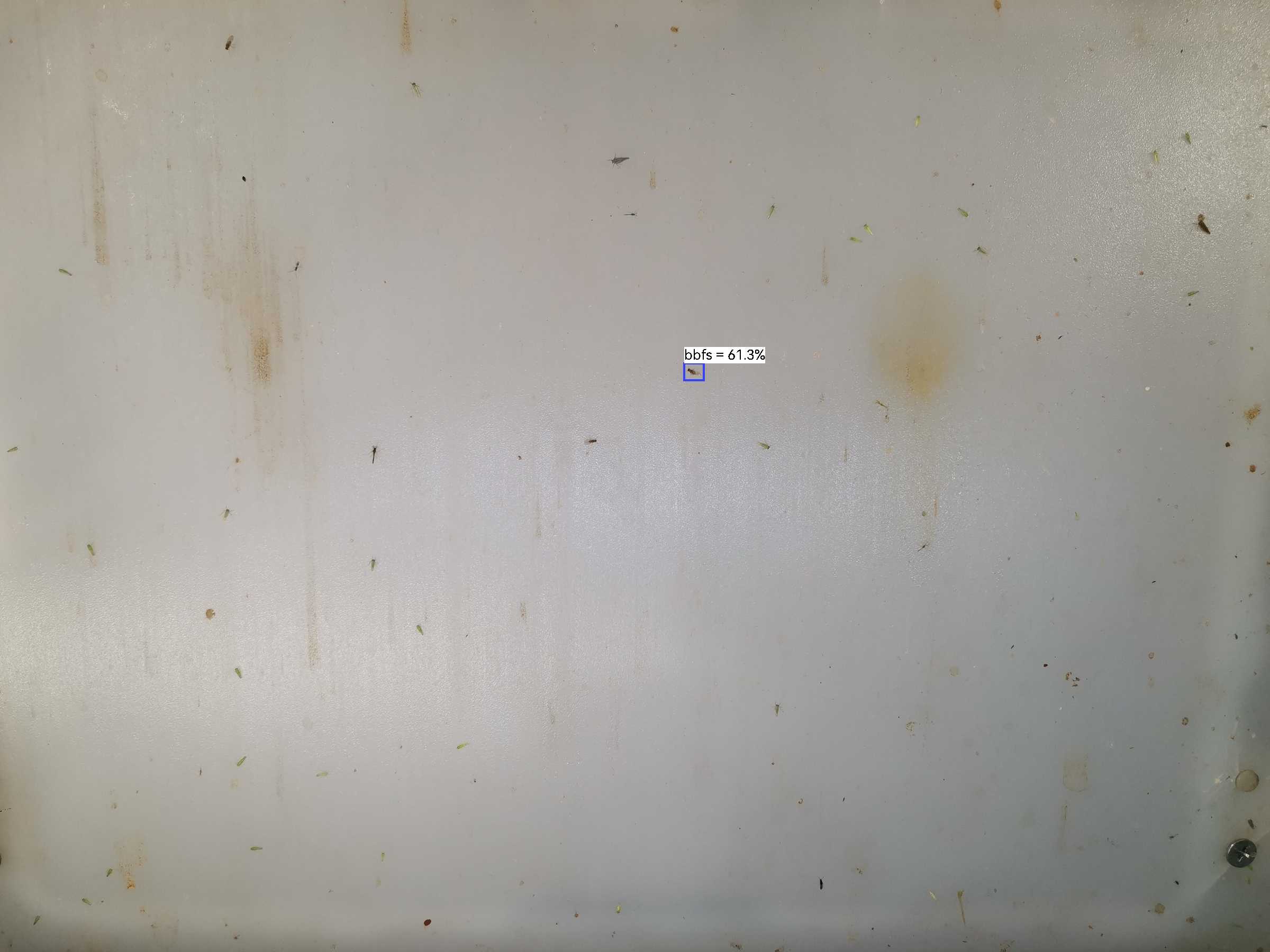 虫情图片20:45:05
