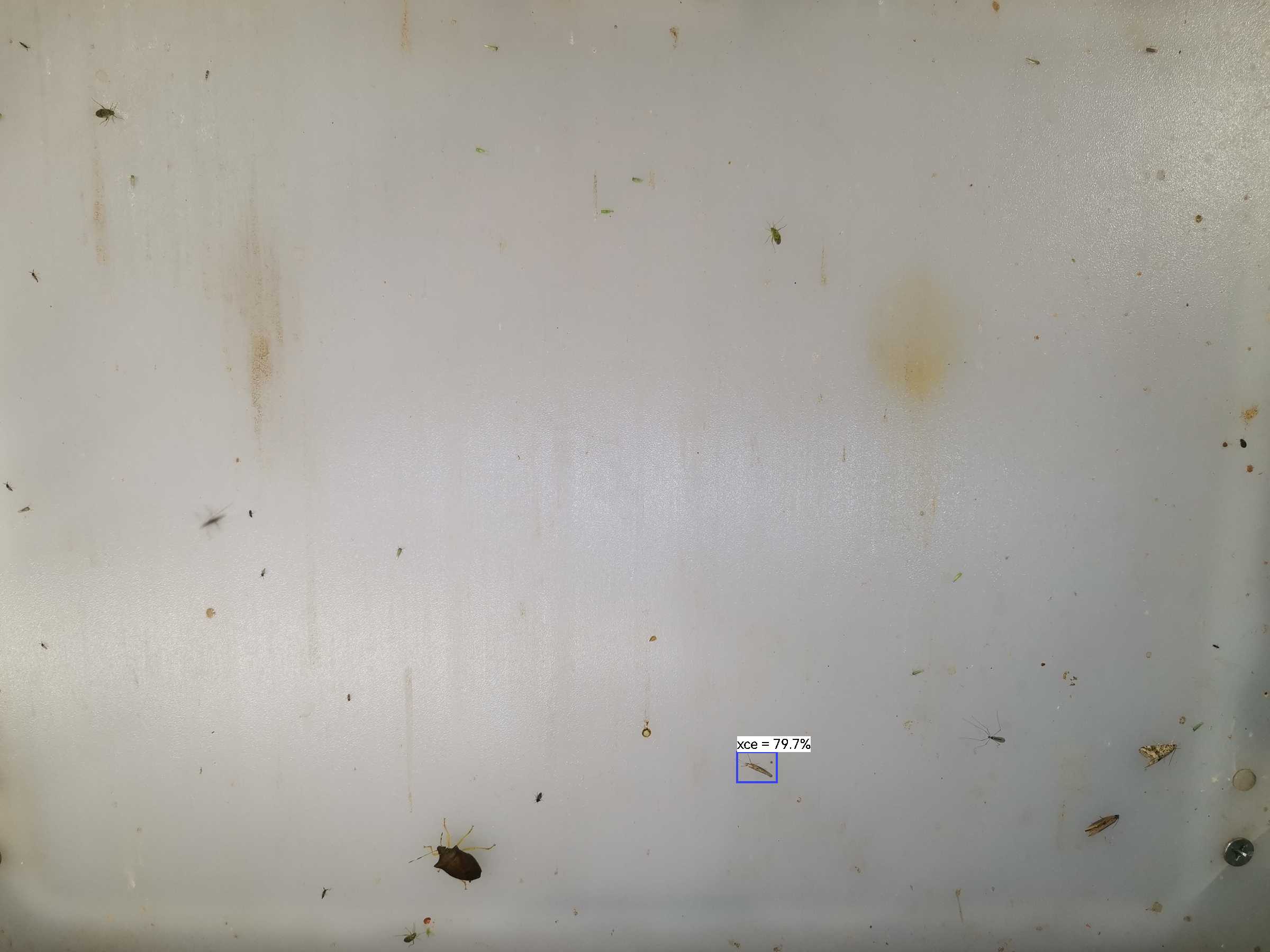 虫情图片2:07:31