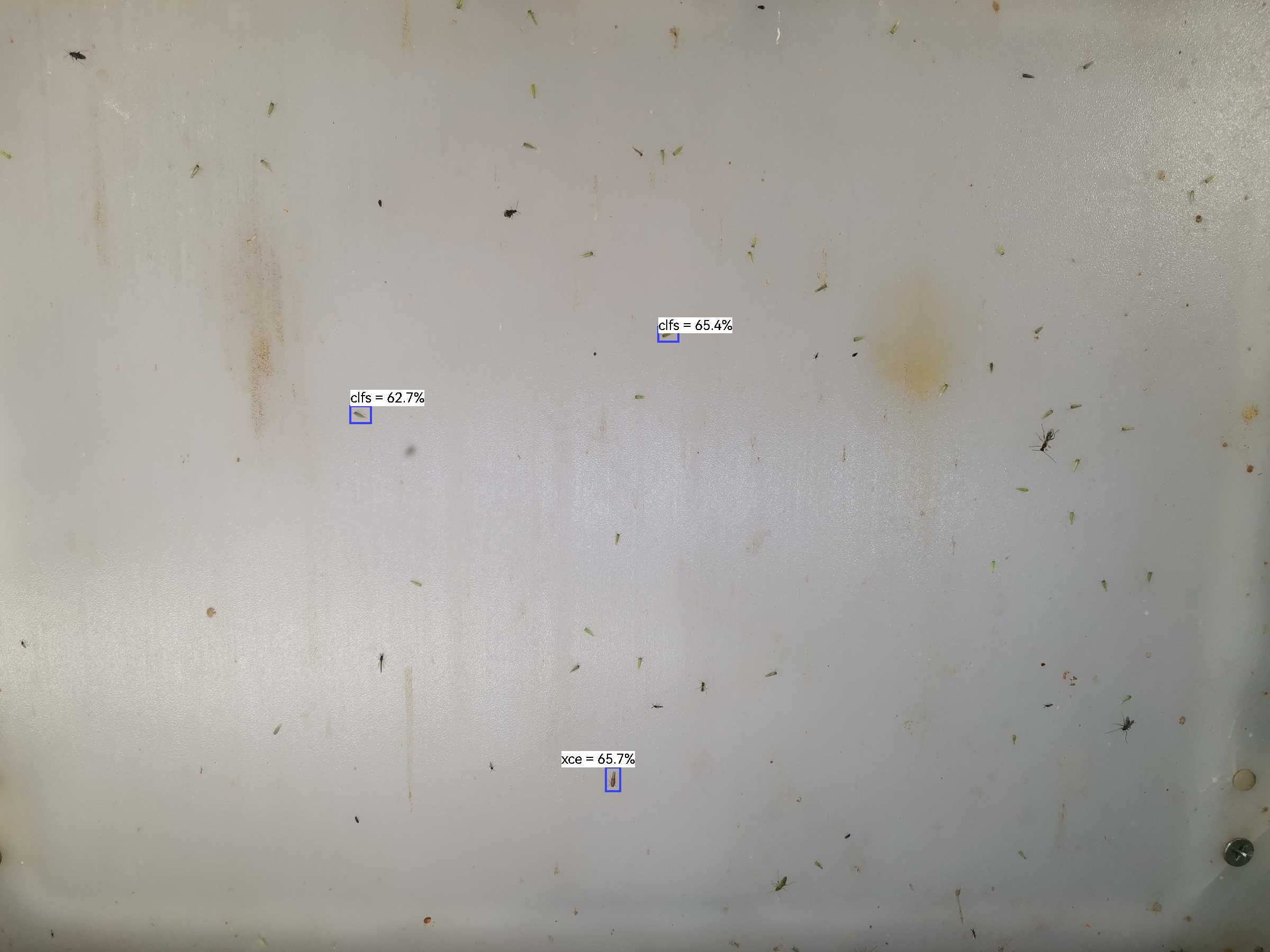 虫情图片1:14:24