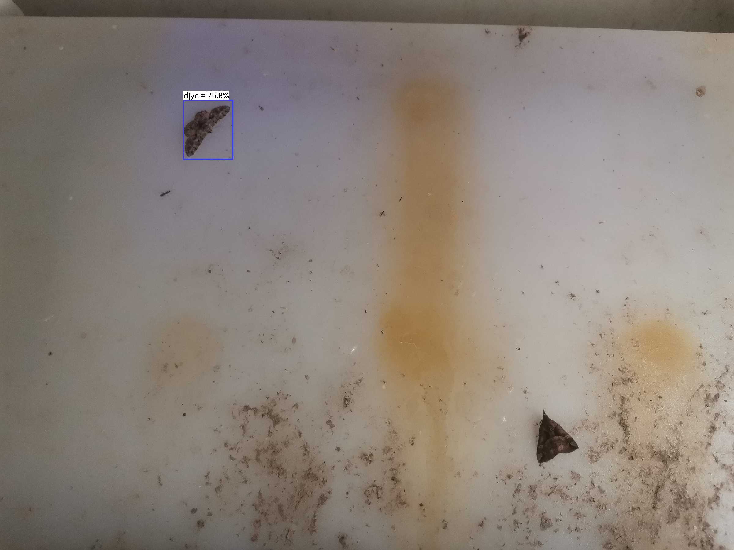 虫情图片20:36:34