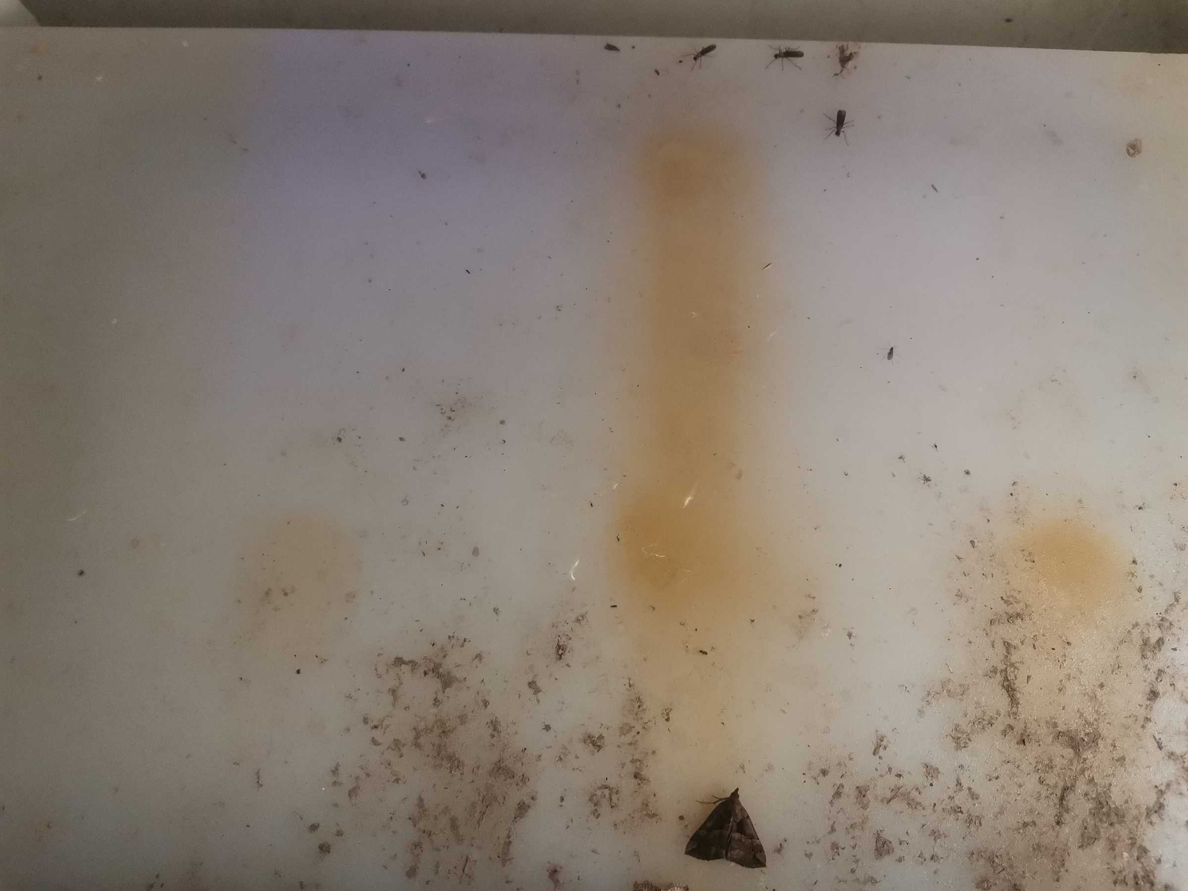 虫情图片21:10:54