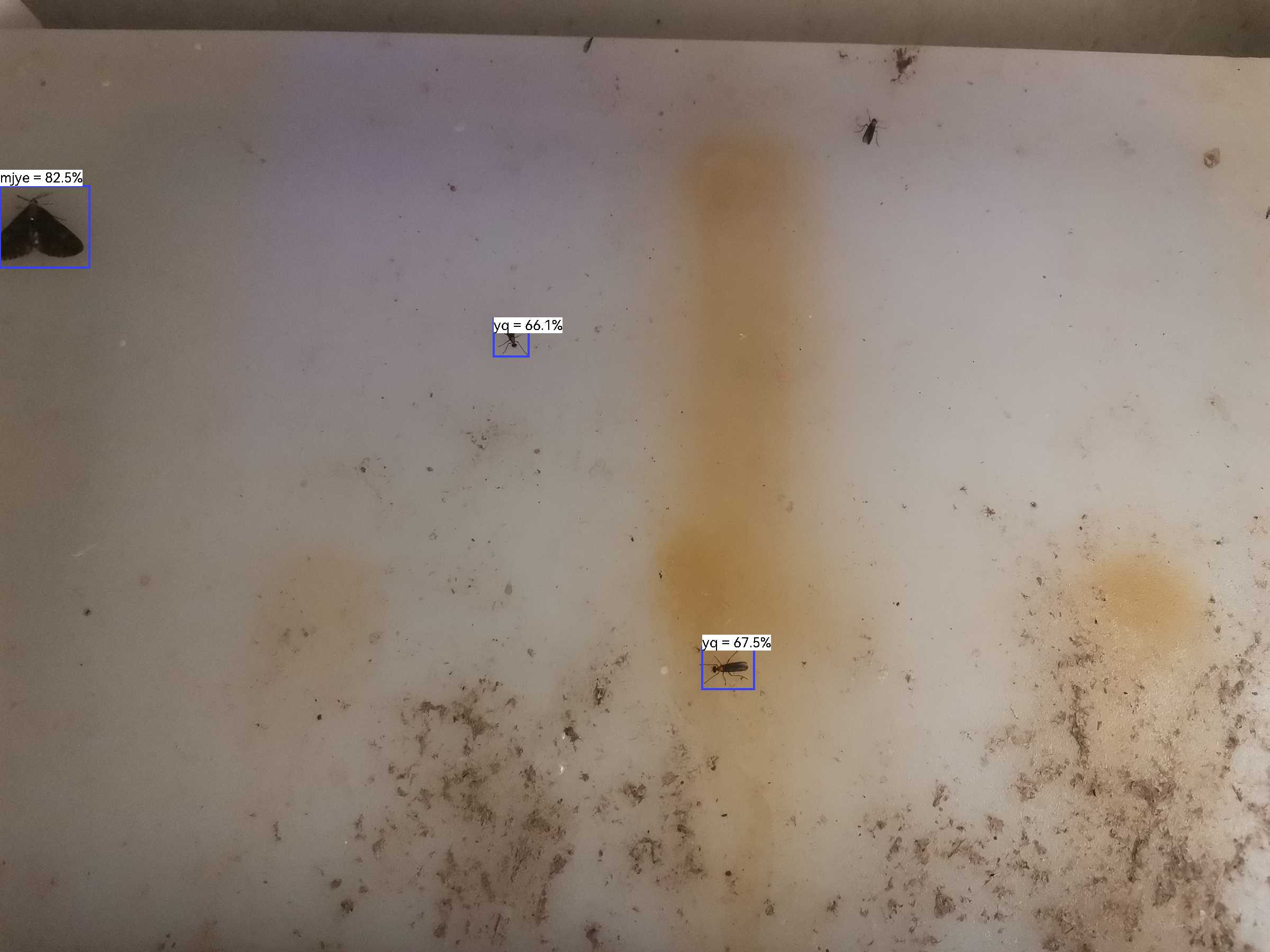 虫情图片21:41:50