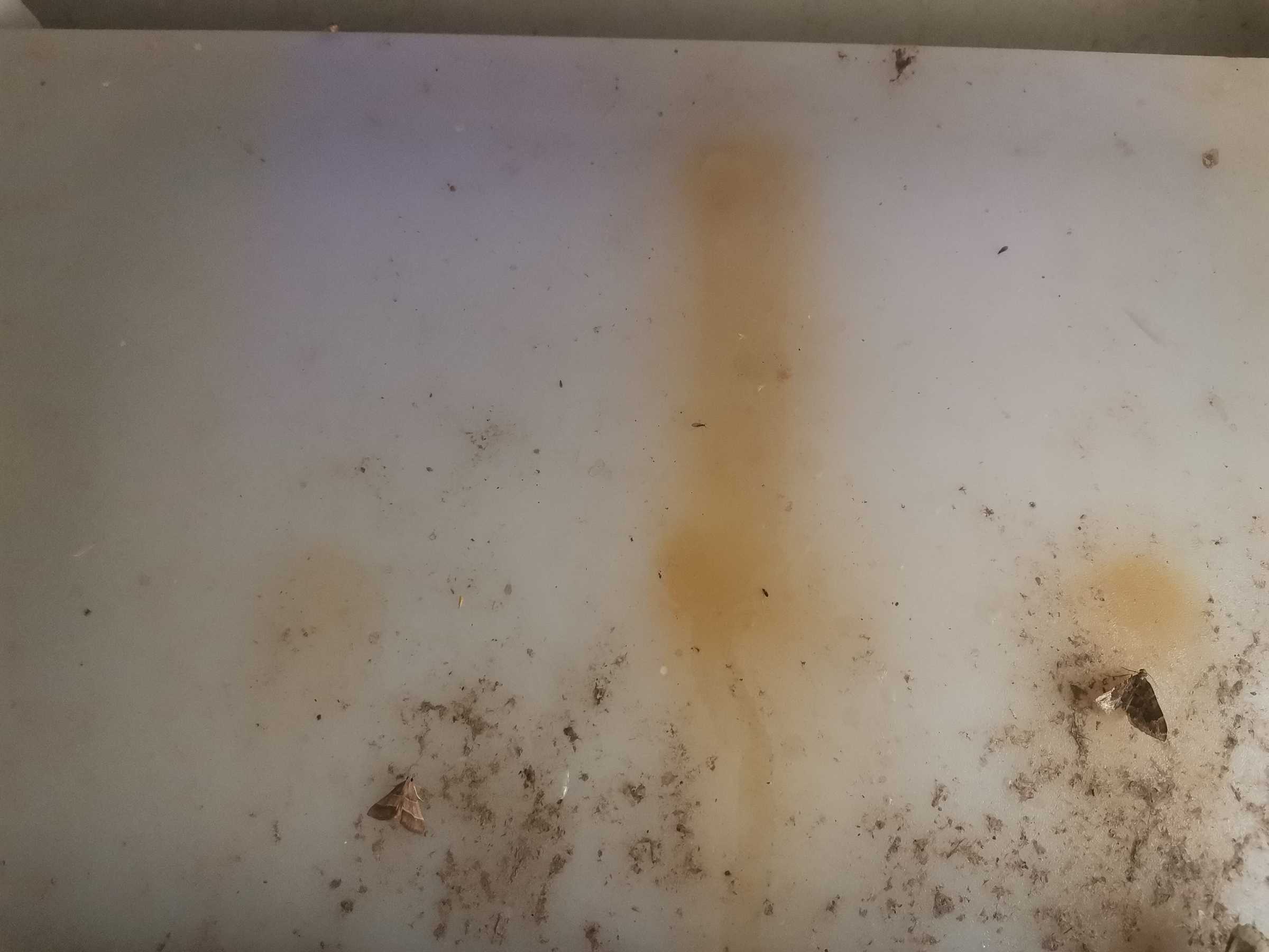 虫情图片22:42:26