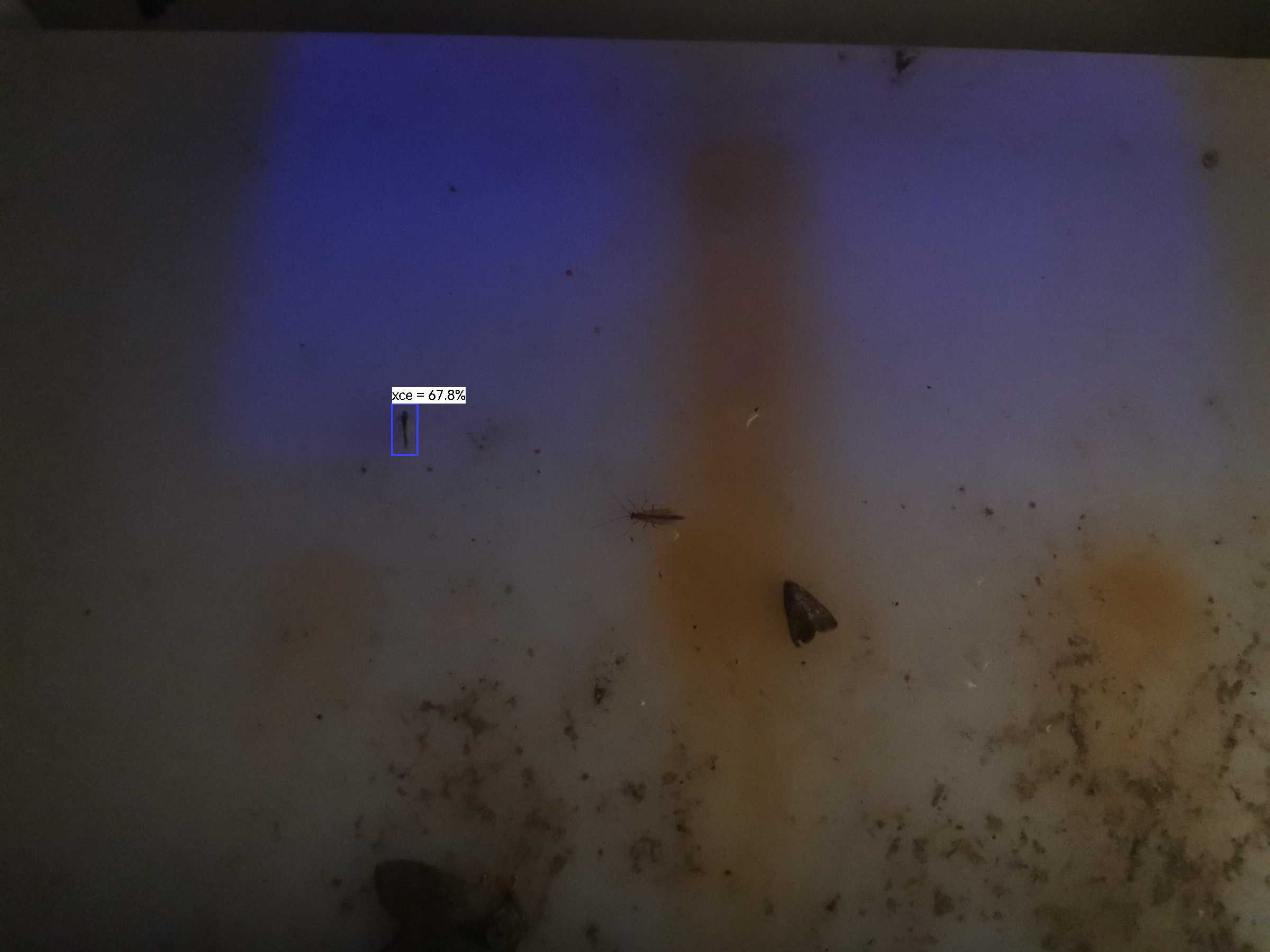 虫情图片20:20:42