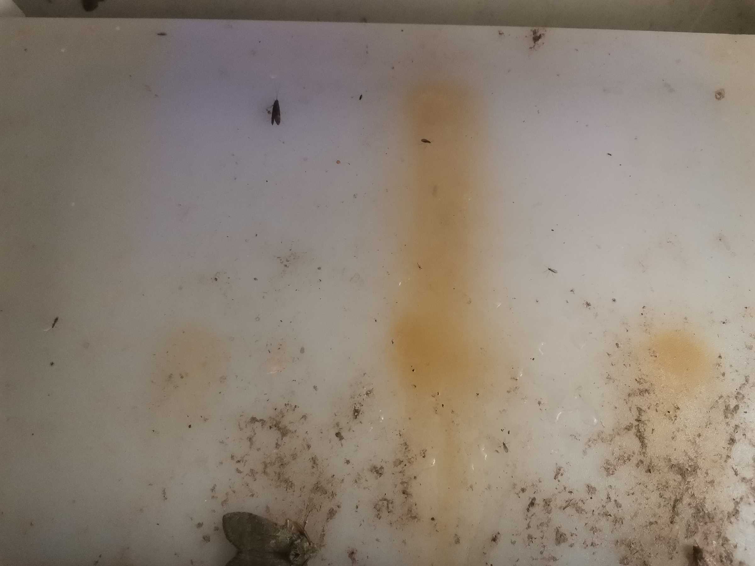 虫情图片20:50:13