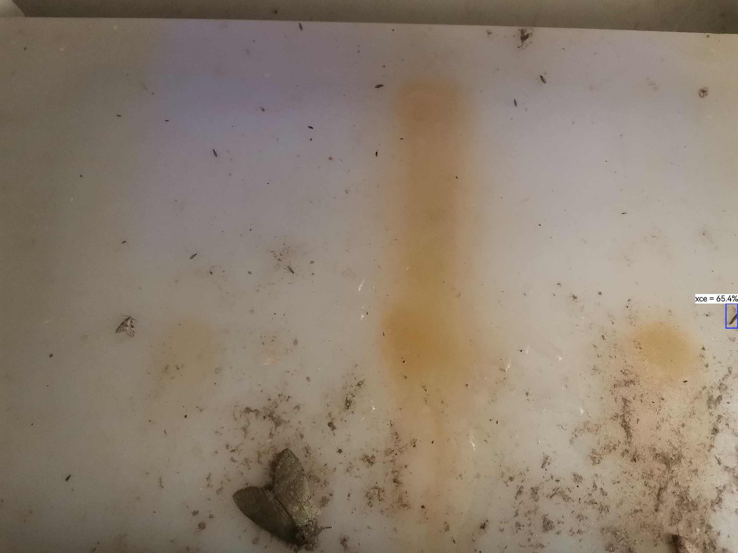 虫情图片21:16:04