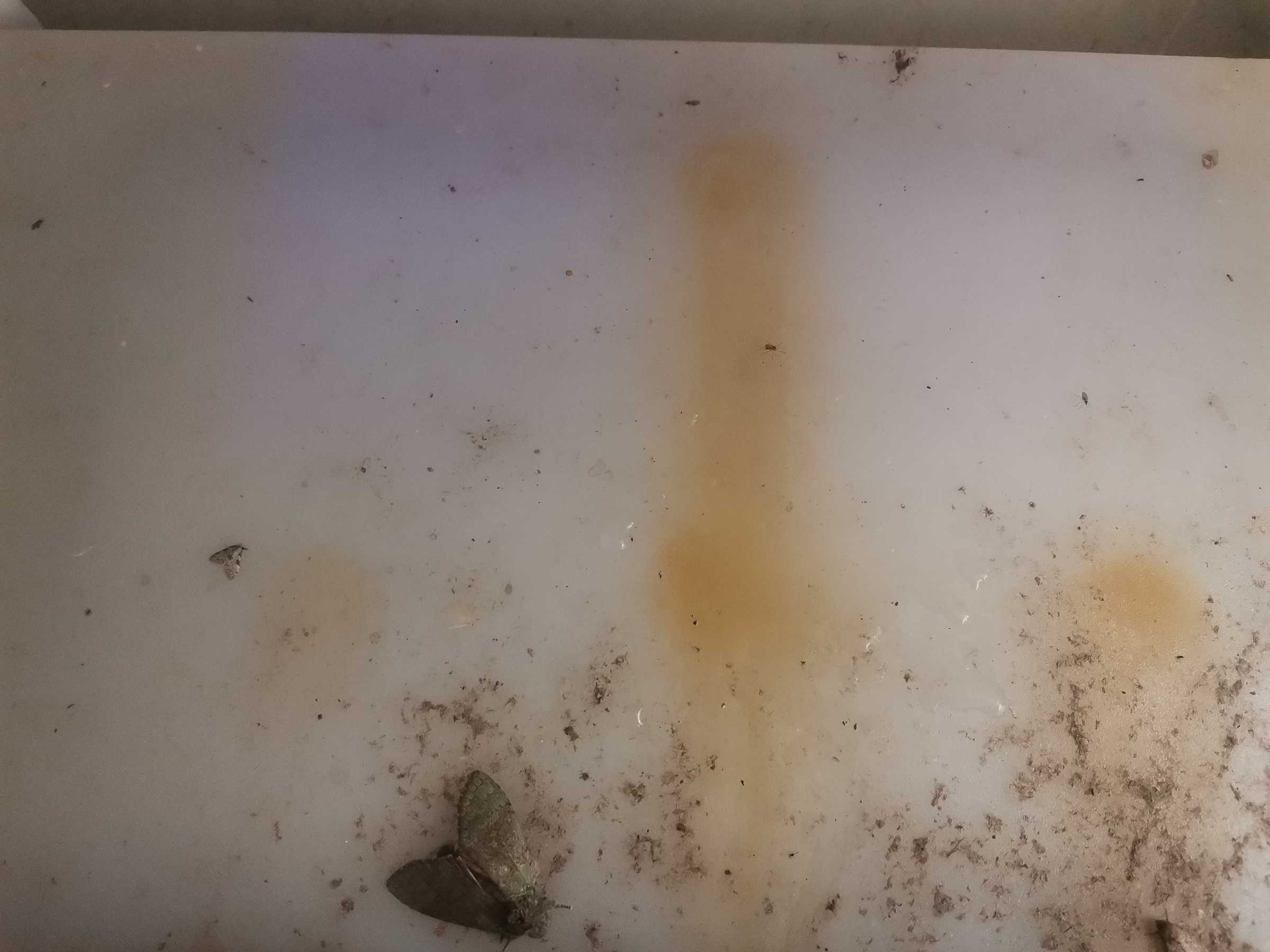 虫情图片21:41:36