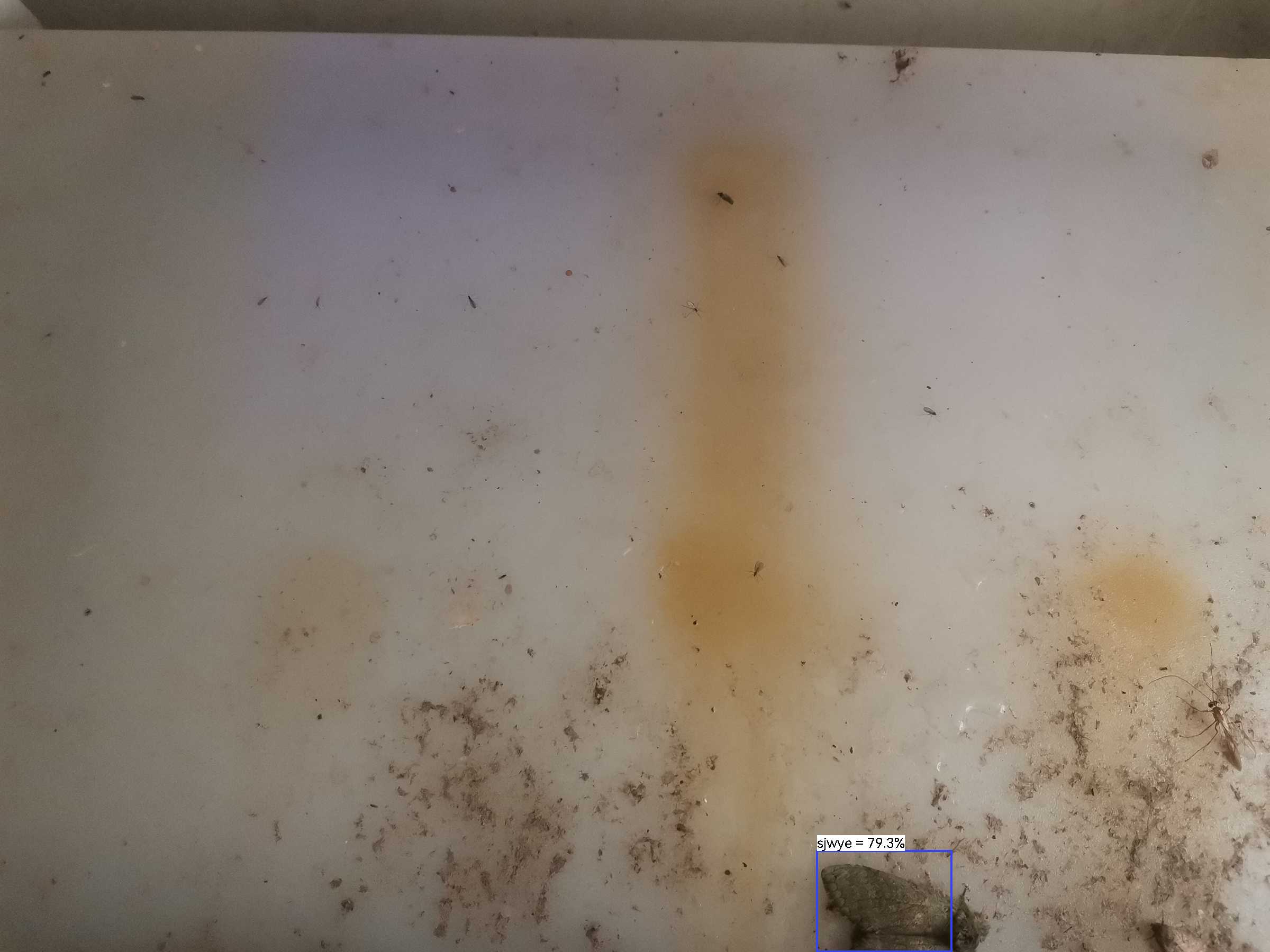 虫情图片22:43:12